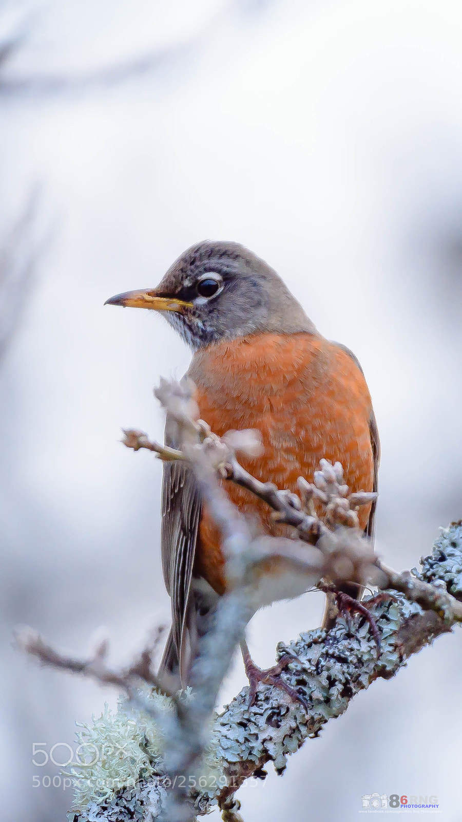Nikon D7200 sample photo. American robin photography