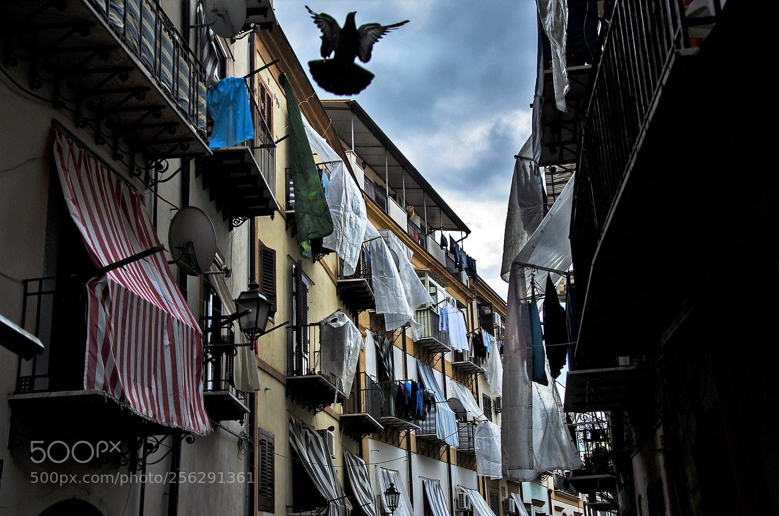 Nikon D7000 sample photo. Pigeon in the alley photography