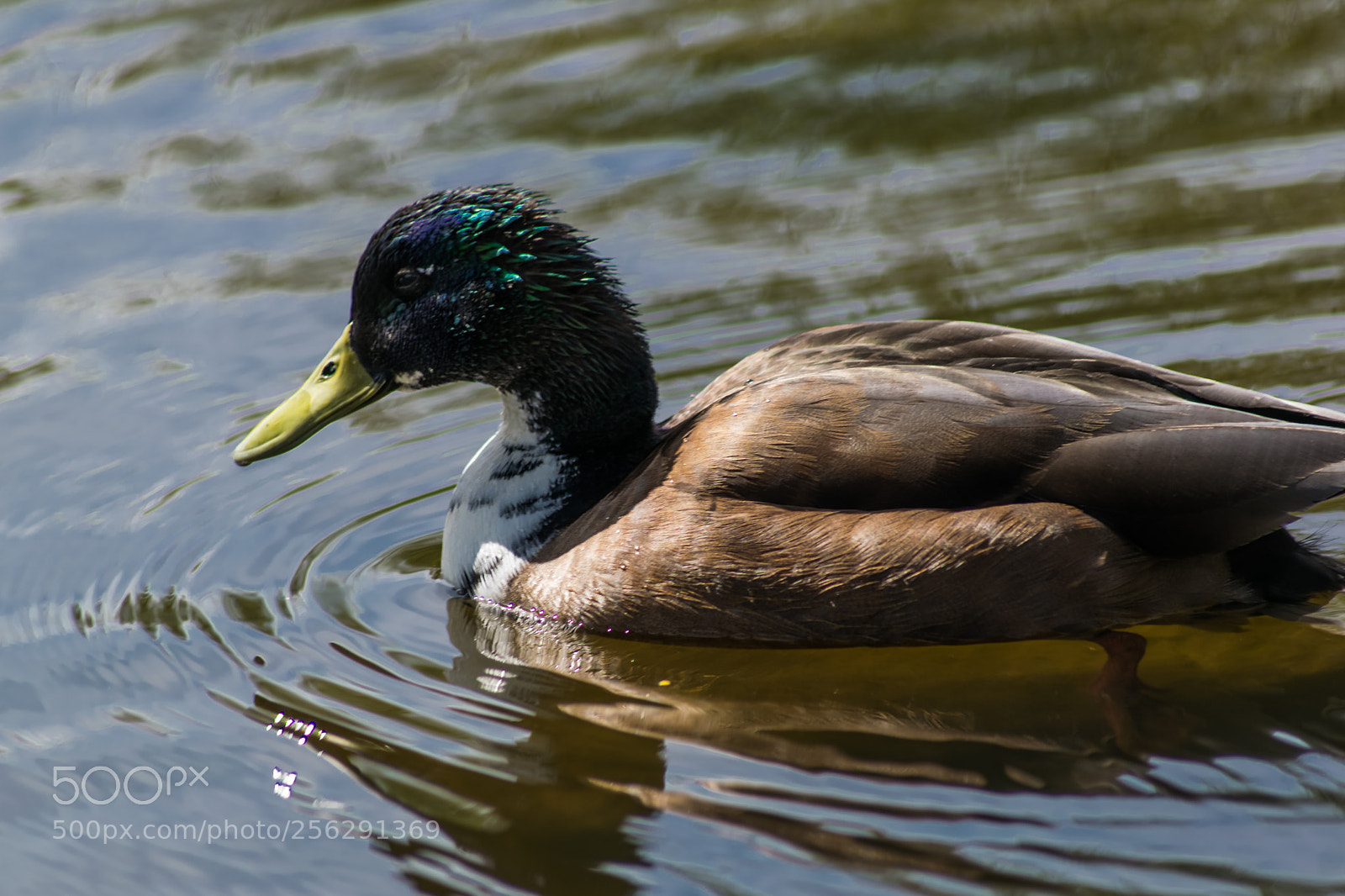 Nikon D3300 sample photo. Duck photography