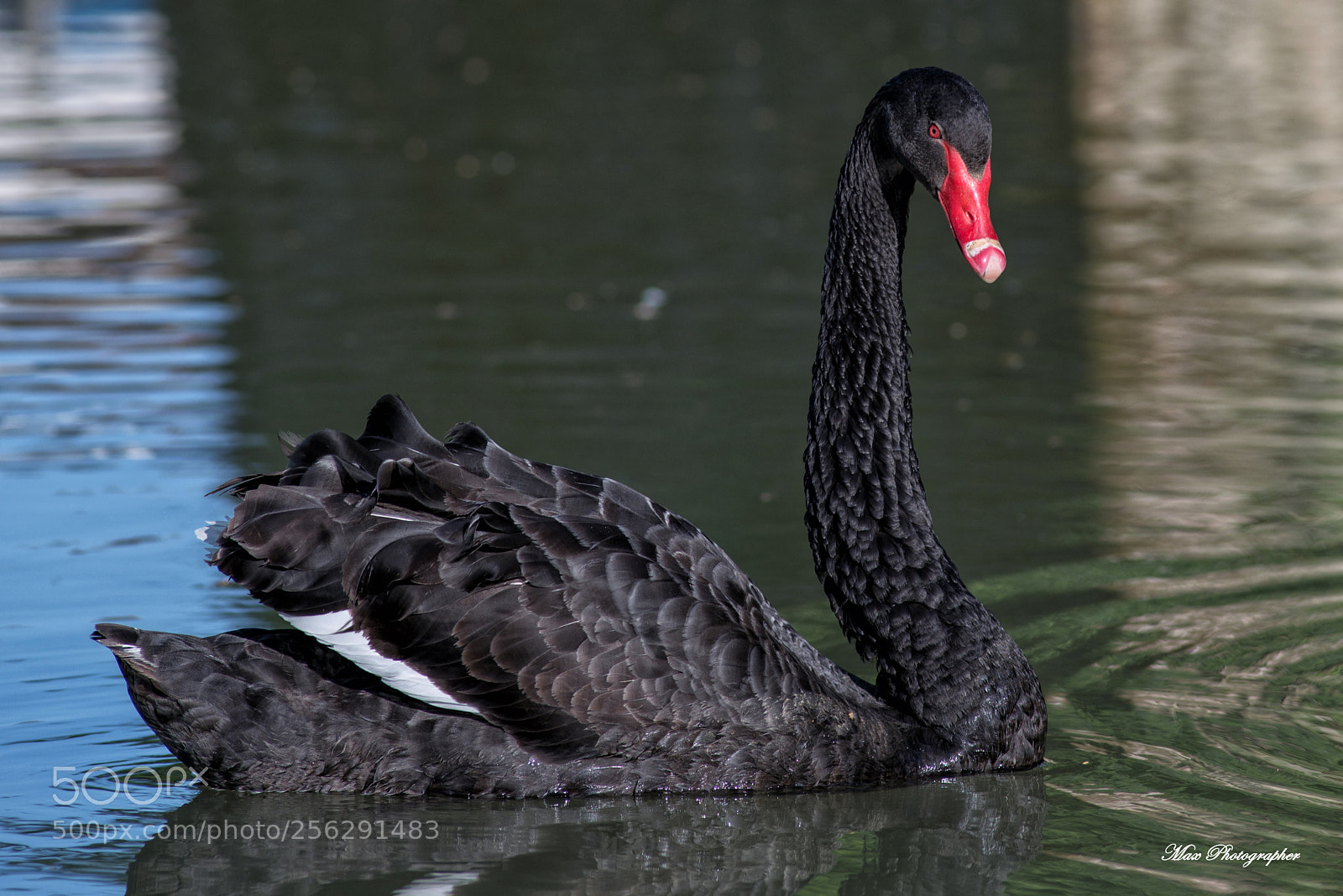 Nikon D750 sample photo. The black swan photography
