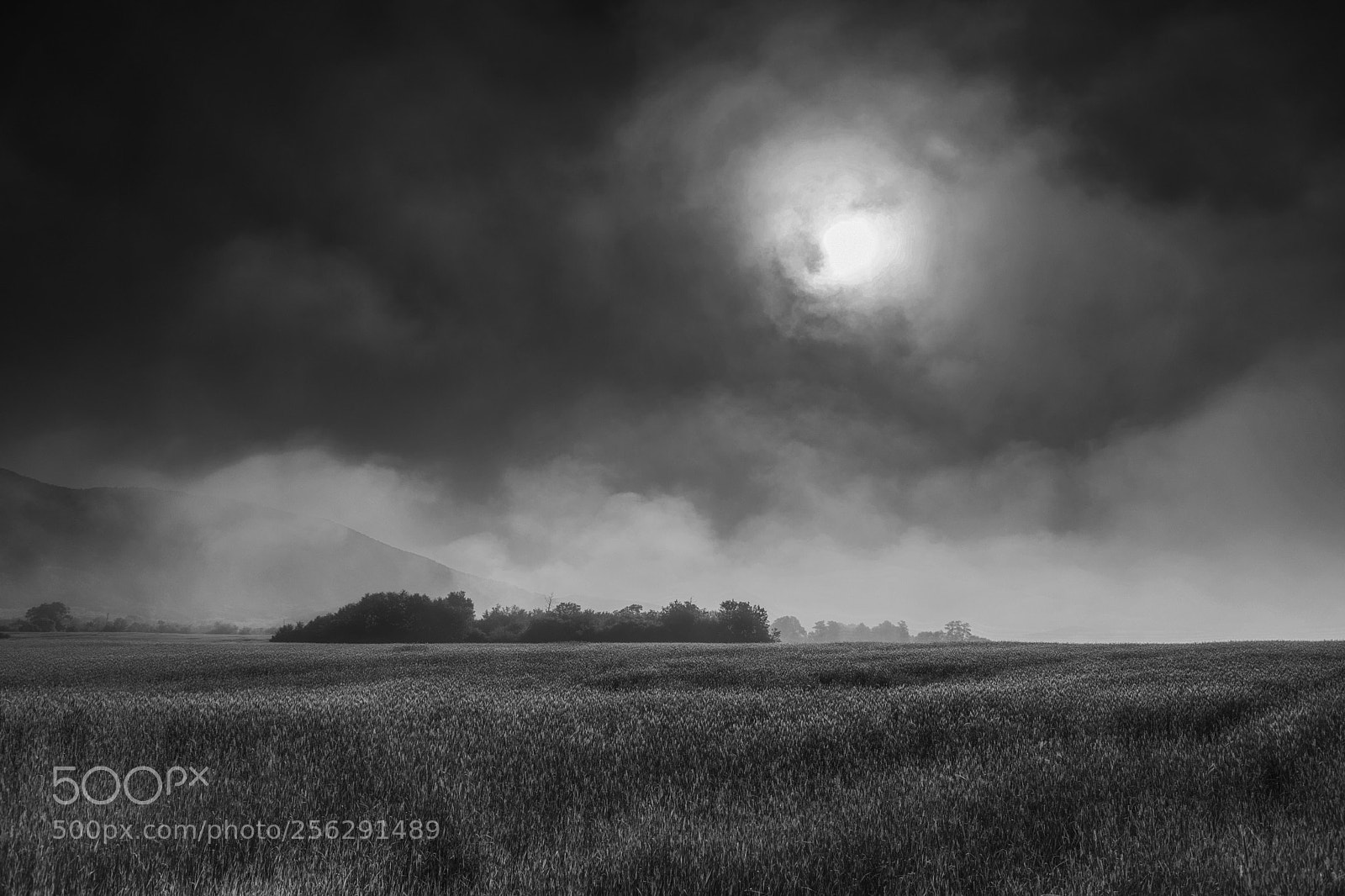 Nikon D5300 sample photo. In a misty morning photography