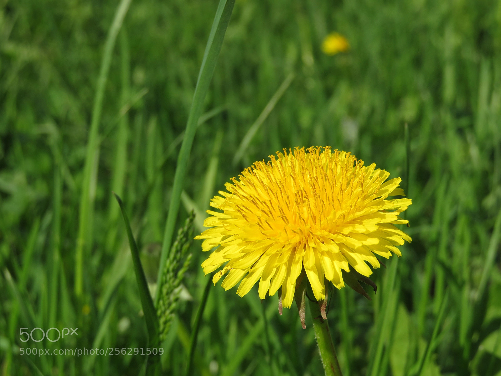 Canon PowerShot SX720 HS sample photo. Sun in the grass photography