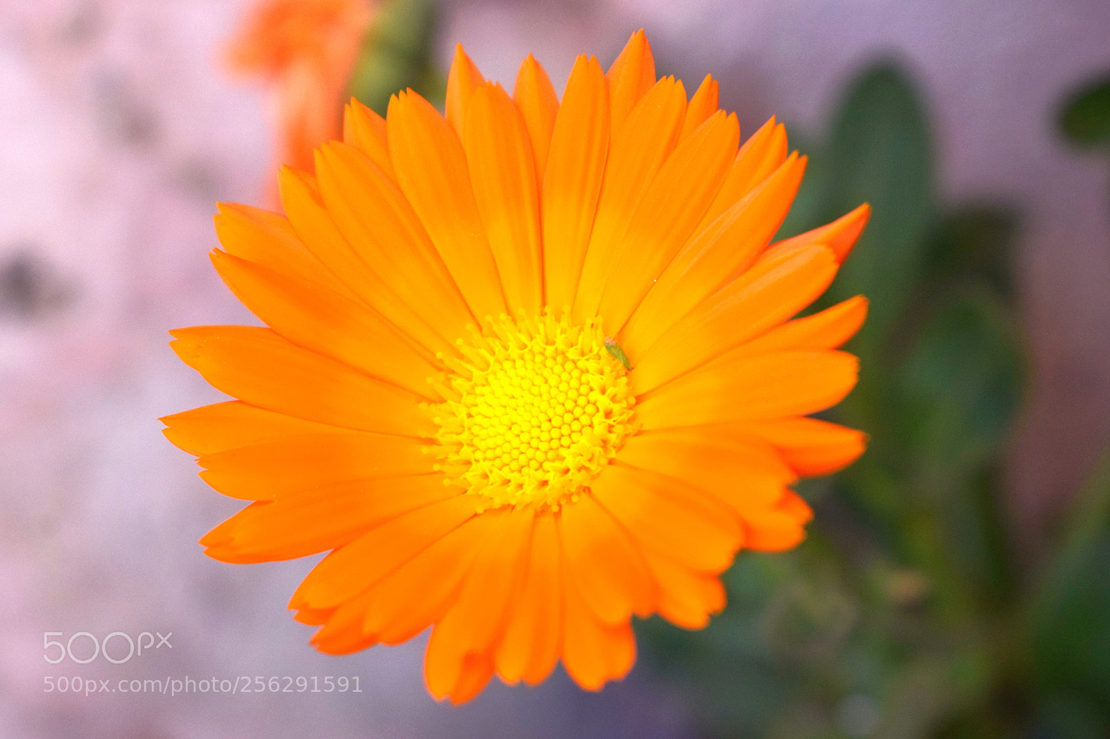 Nikon D3300 sample photo. Calendulae photography