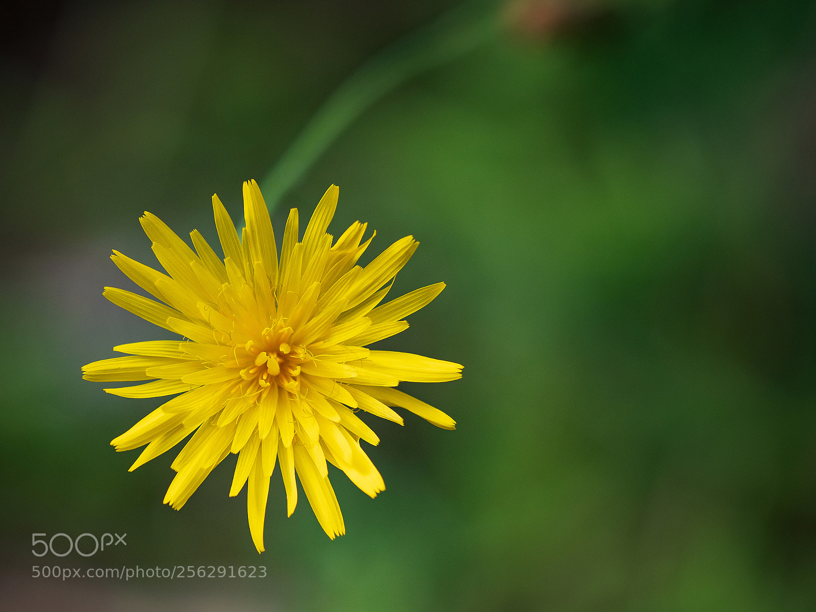 Olympus OM-D E-M1 Mark II sample photo. Yellow photography