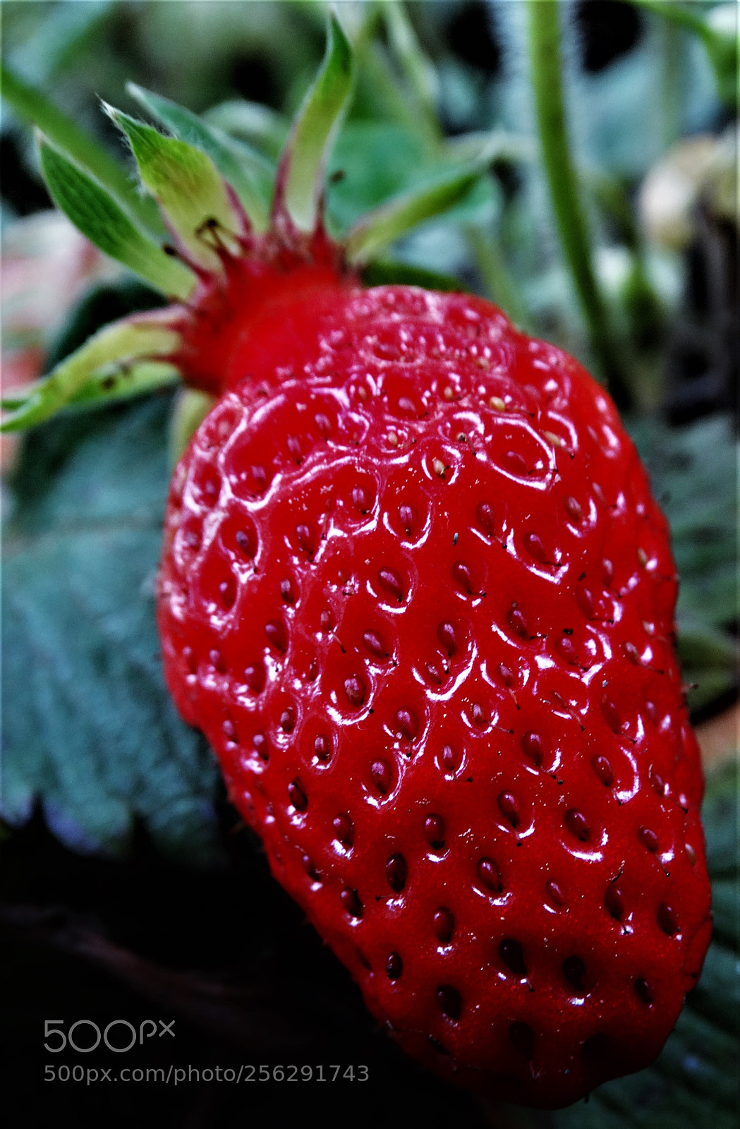 Sony Cyber-shot DSC-HX300 sample photo. Dsc photography
