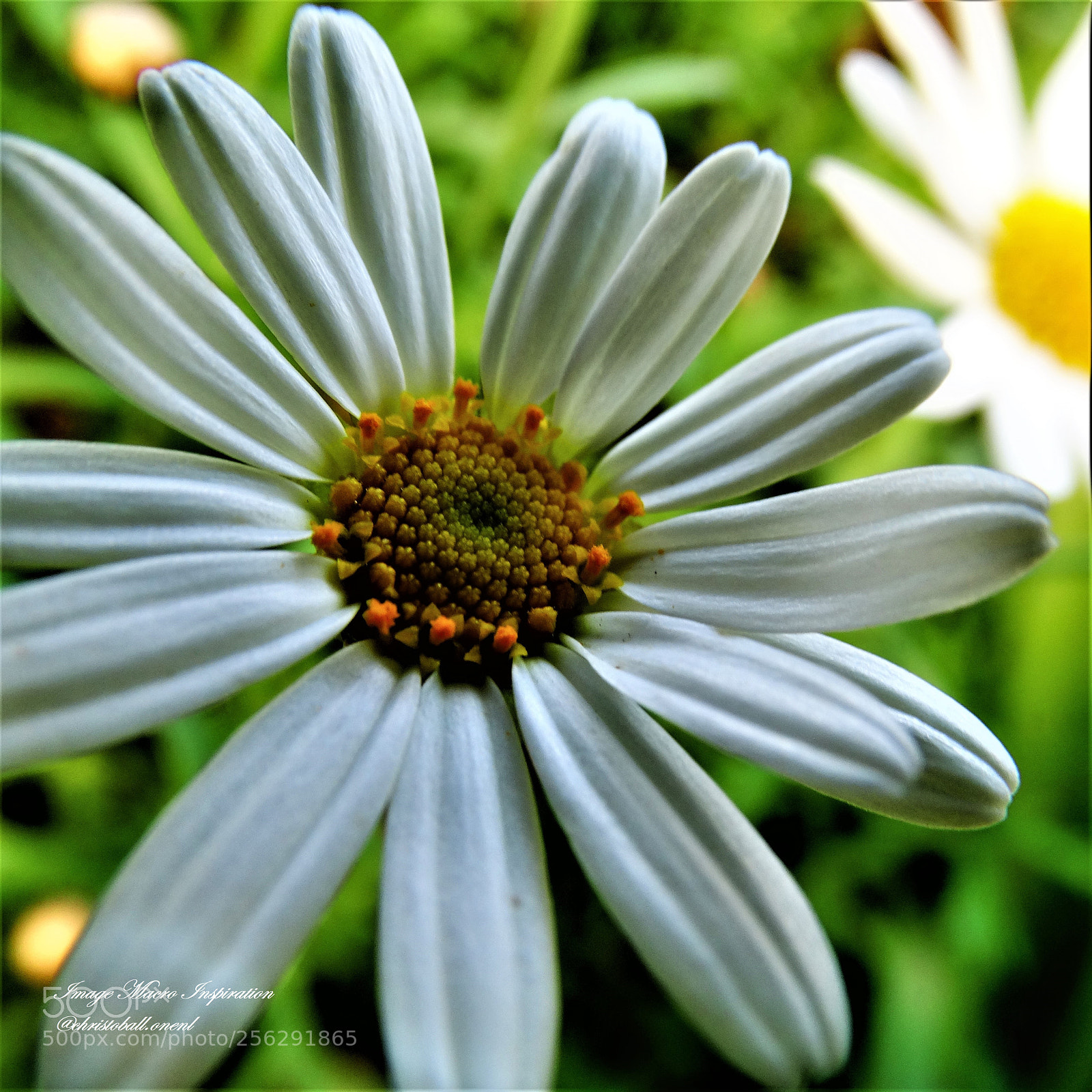 Sony Cyber-shot DSC-HX300 sample photo. Dsc photography