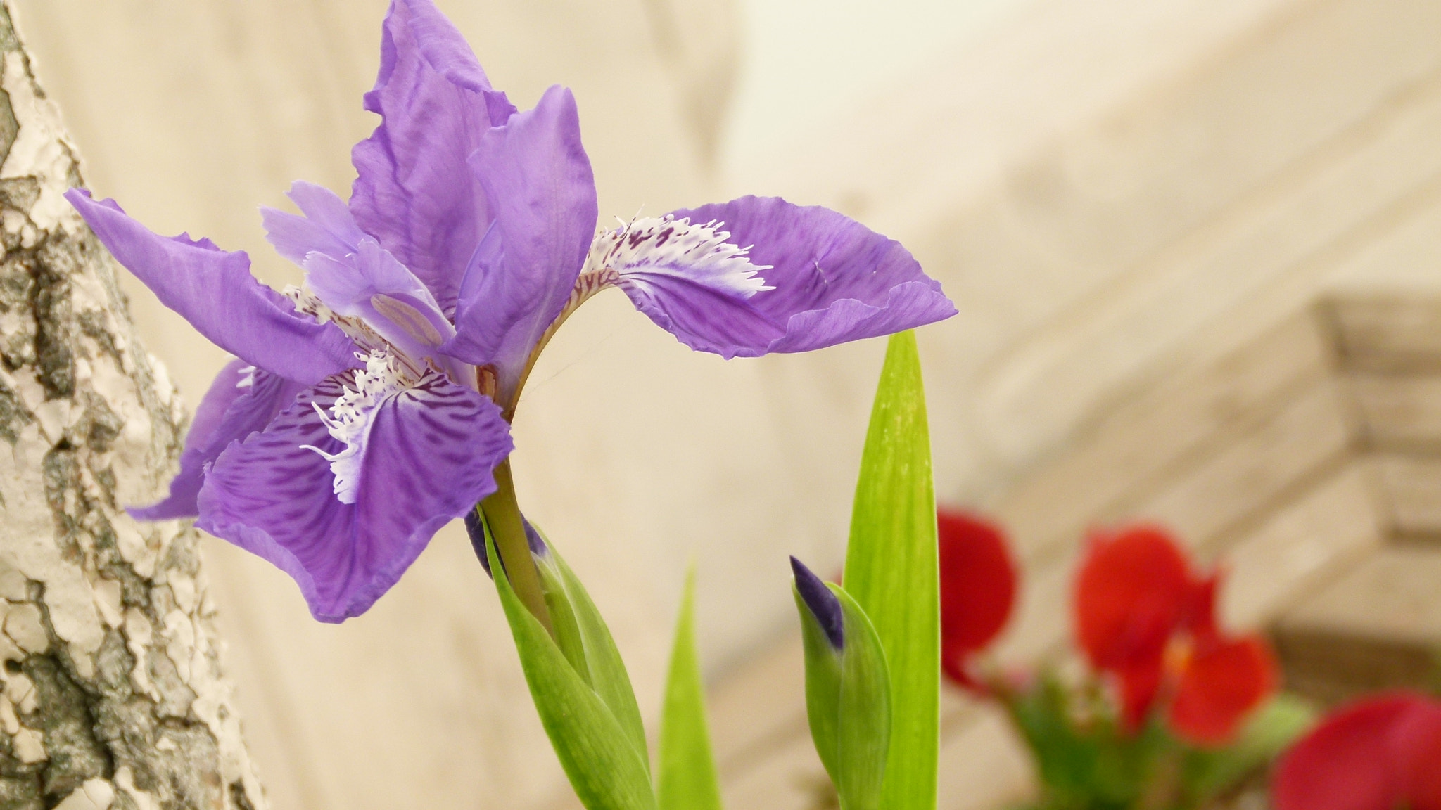 Leica V-Lux 2 sample photo
