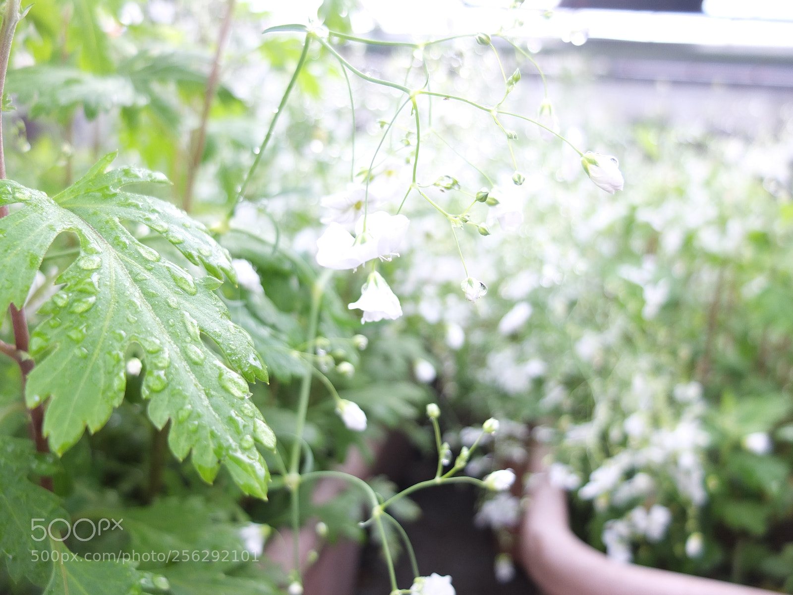 Fujifilm X10 sample photo. The white flowers rain. photography