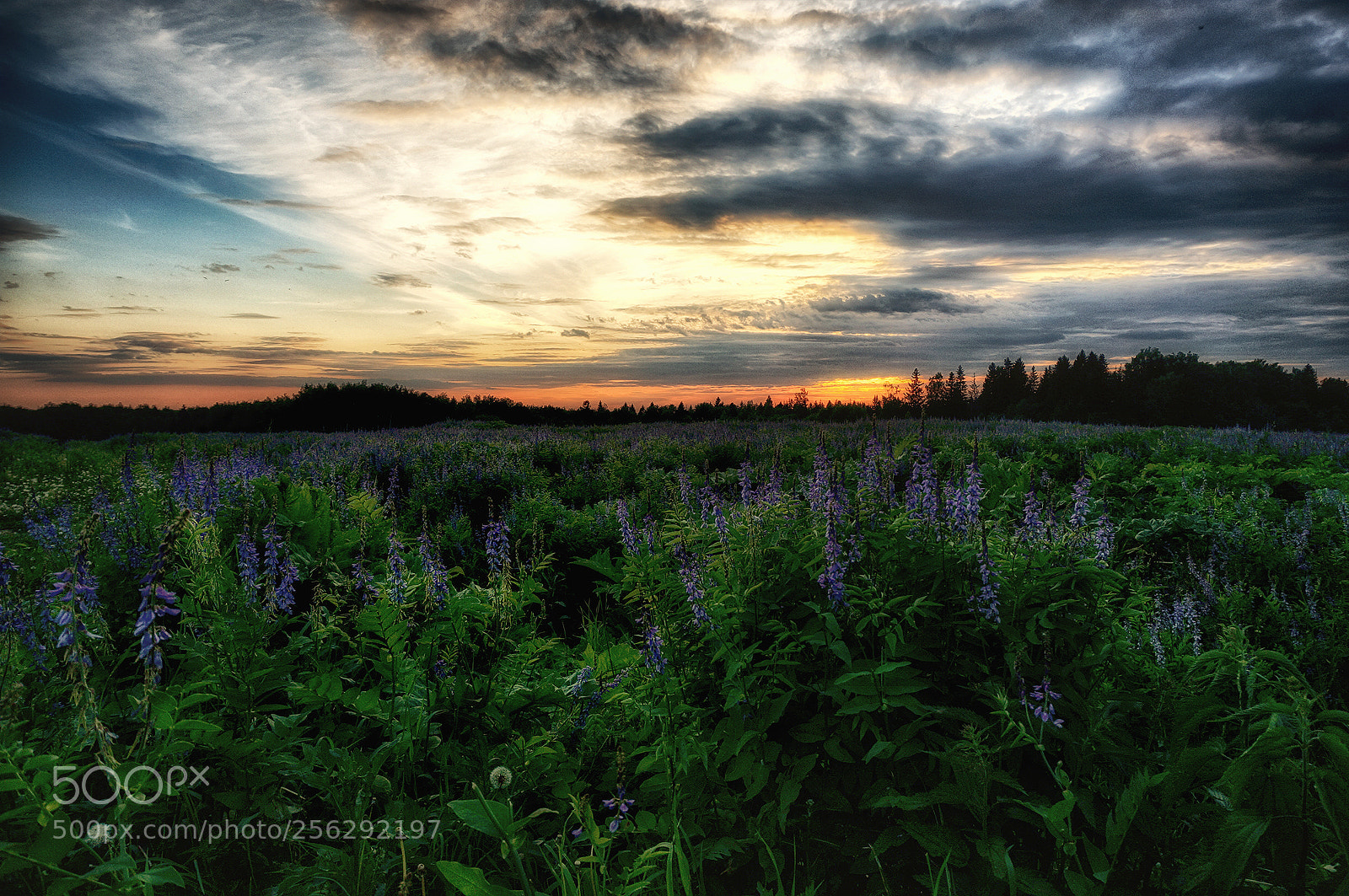 Sony Alpha NEX-6 sample photo. Cbdeorig photography