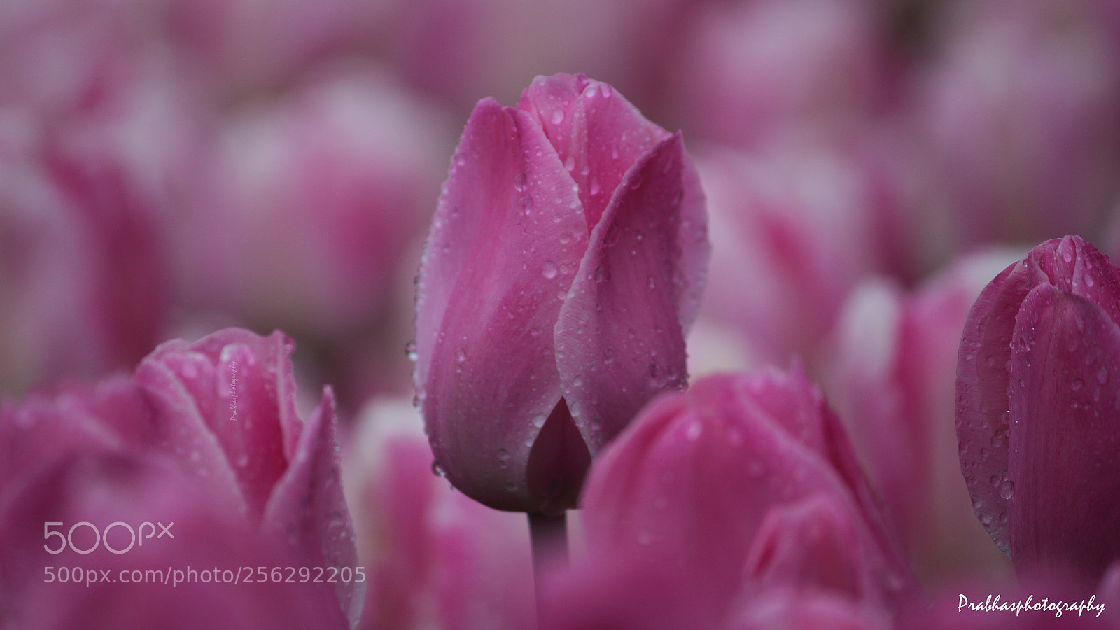 Canon EOS 550D (EOS Rebel T2i / EOS Kiss X4) sample photo. Pink tulip! photography