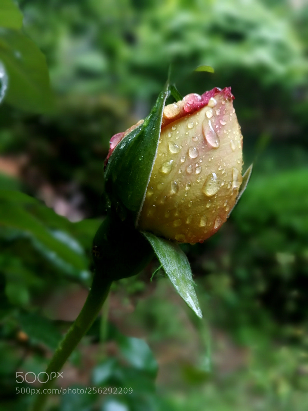HUAWEI Mate 9 sample photo. Edf photography