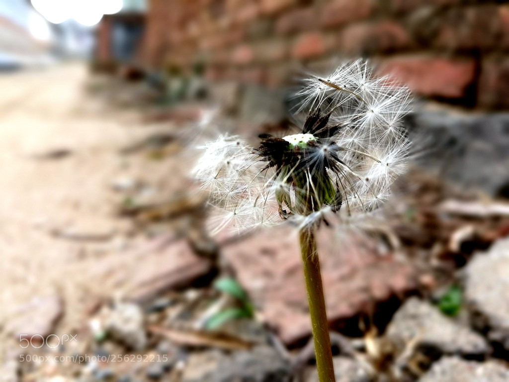 HUAWEI Mate 9 sample photo. Edf photography