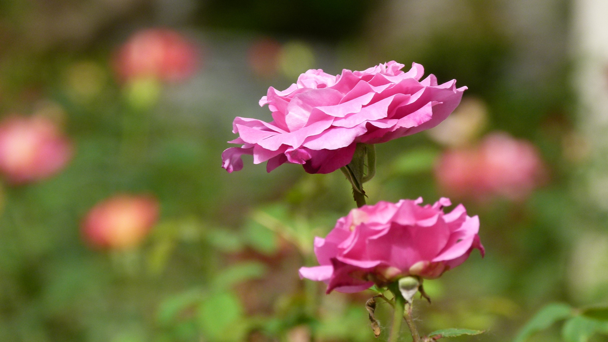 Leica V-Lux 2 sample photo