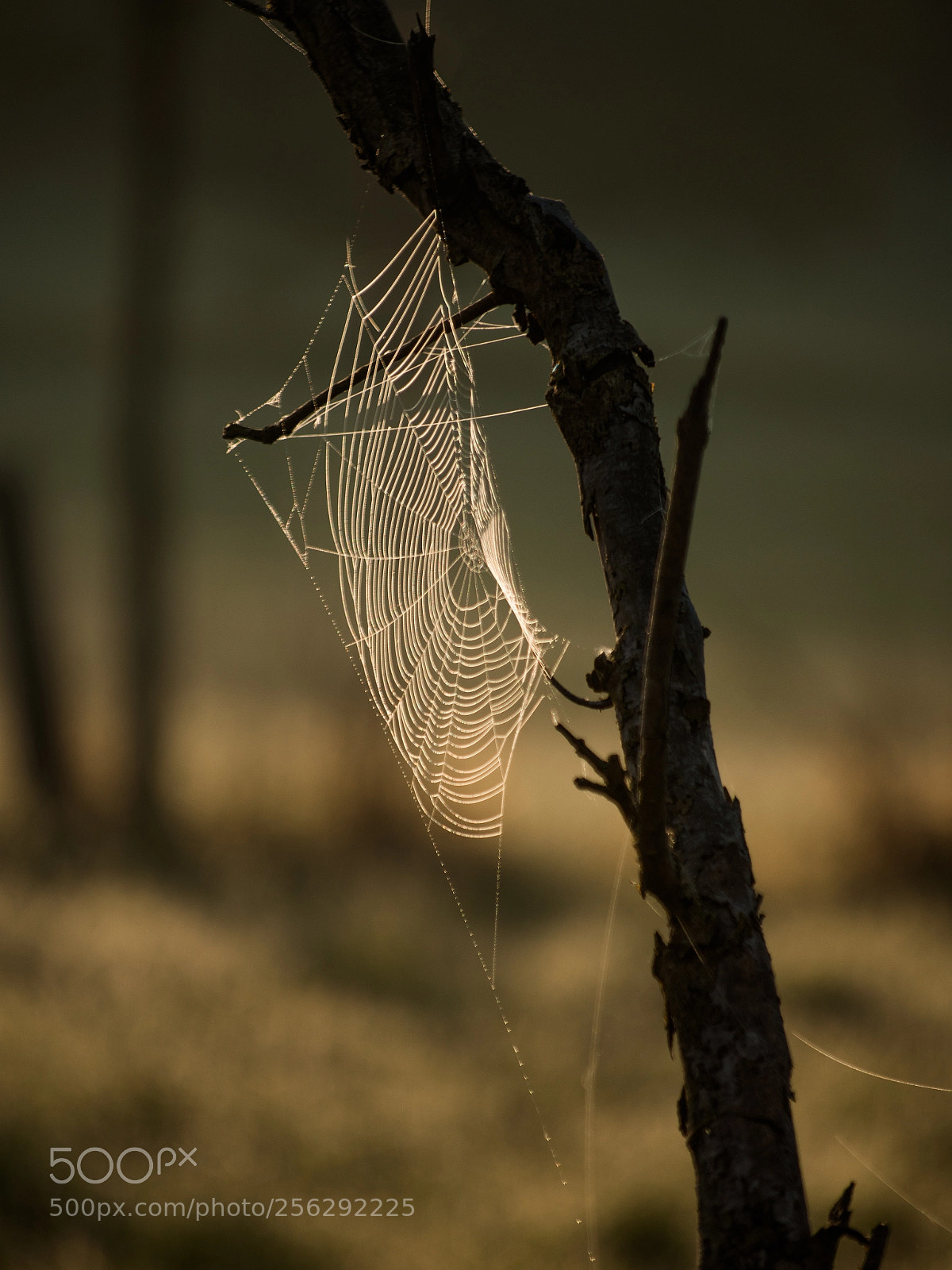 Nikon D7200 sample photo. The spider's work in photography