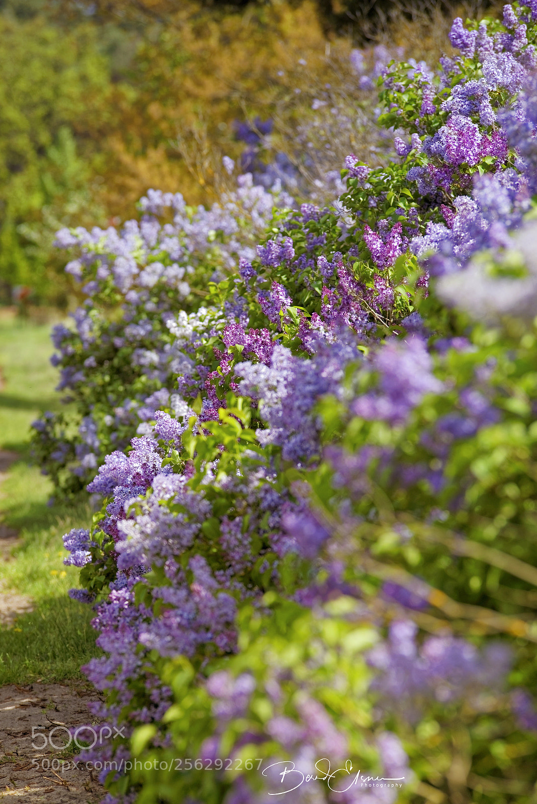 Nikon D600 sample photo. Flieder (lilac) photography