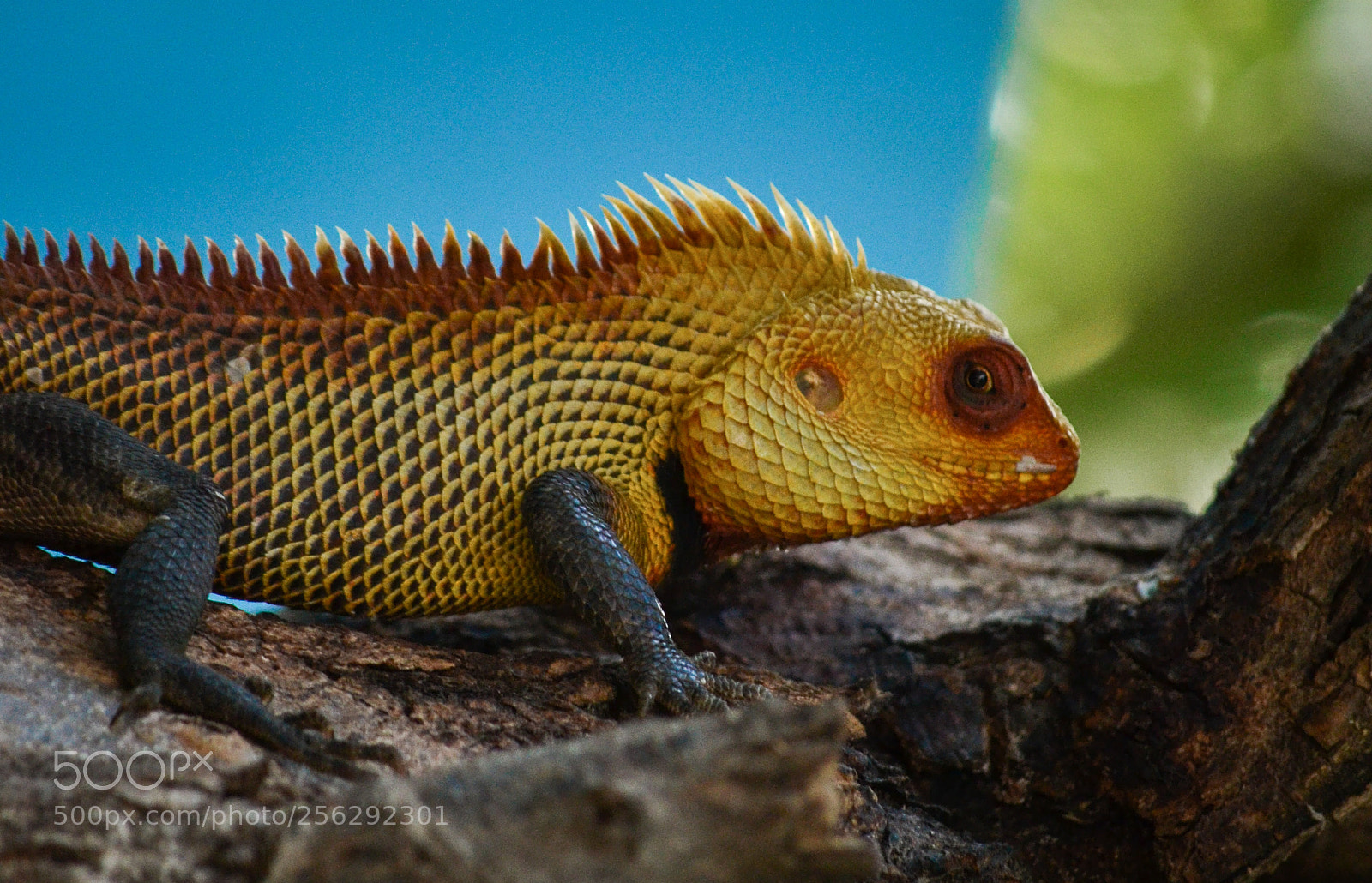 Nikon D3100 sample photo. Searching colors !!! photography