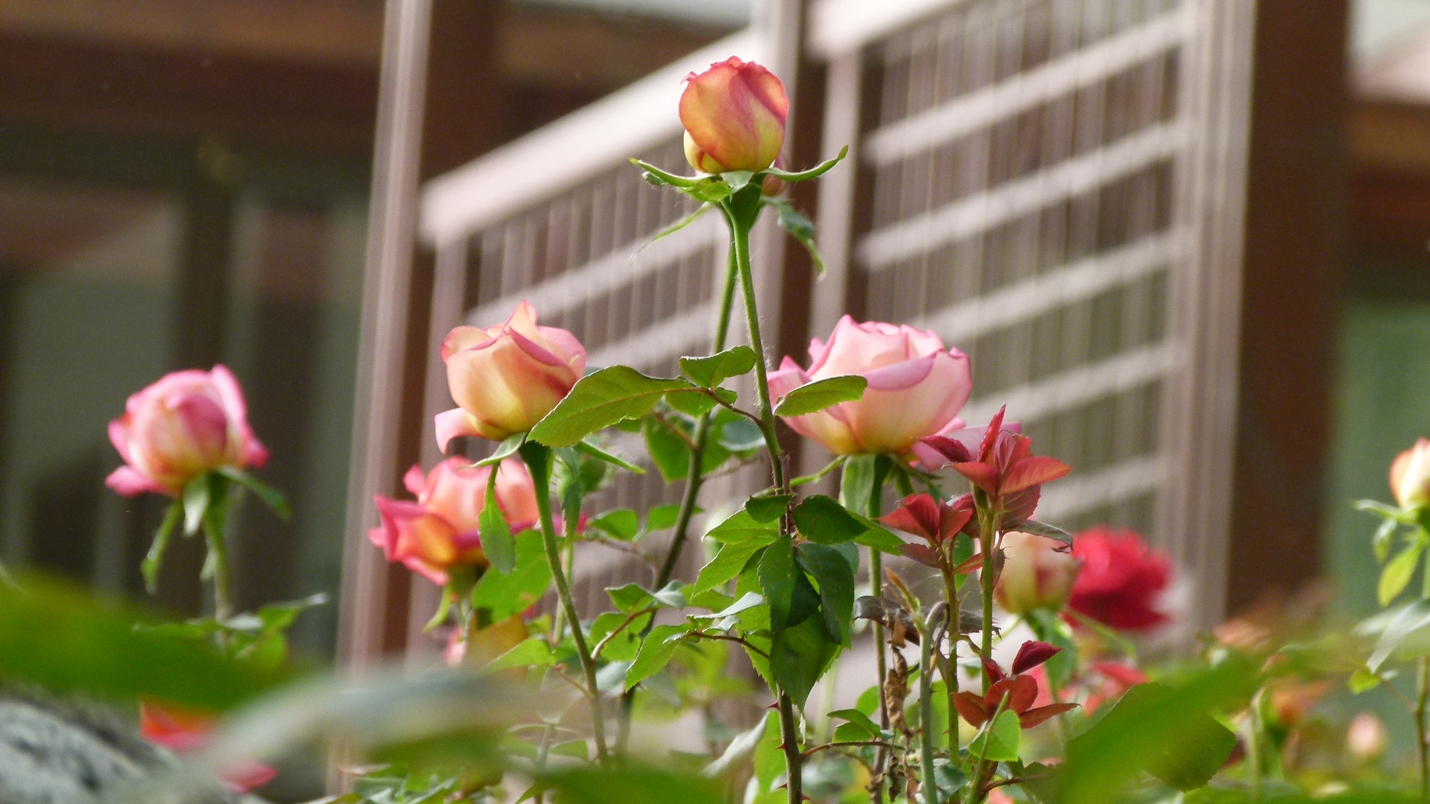 Leica V-Lux 2 sample photo