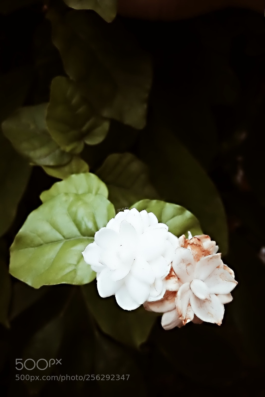 Samsung Galaxy A5(2016) sample photo. Untitled photography