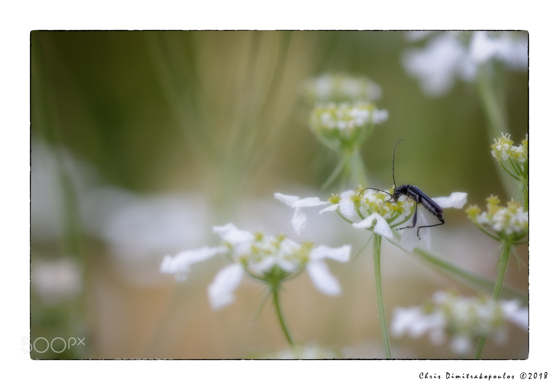 Nikon D7000 sample photo. Bug in a dreamscape photography