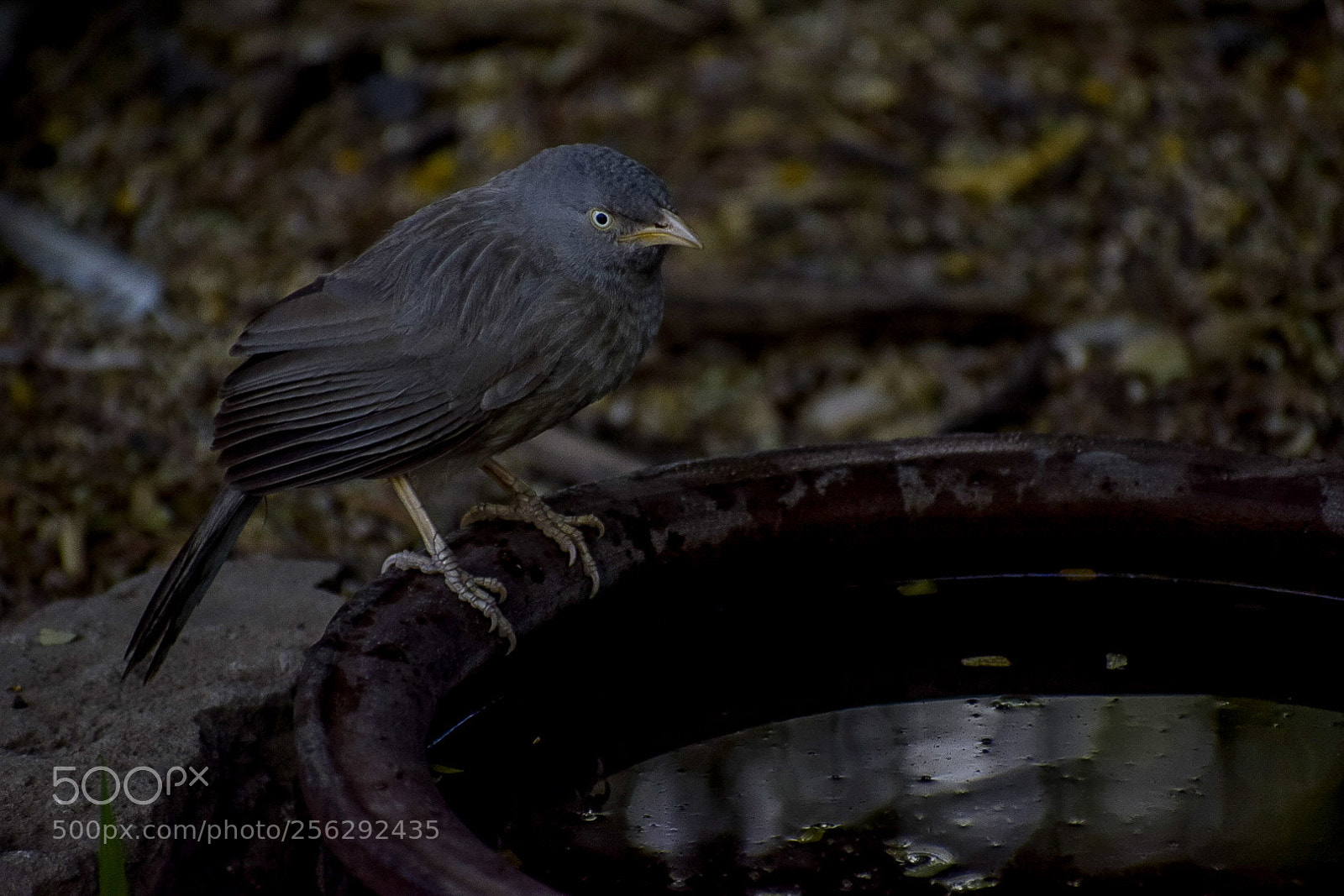 Nikon D5300 sample photo. Jungle babbler photography
