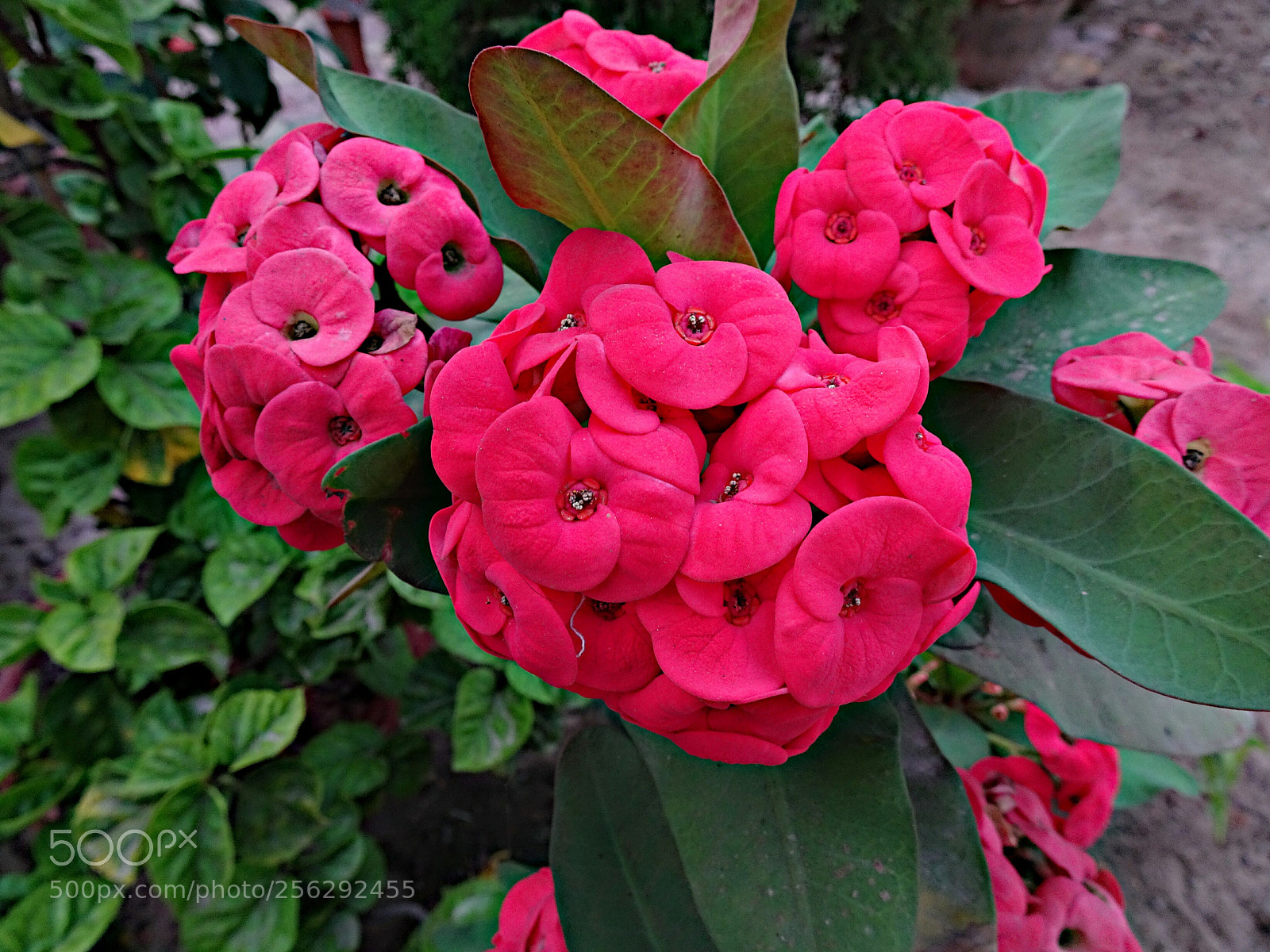 Sony Cyber-shot DSC-HX90V sample photo. Mili photography