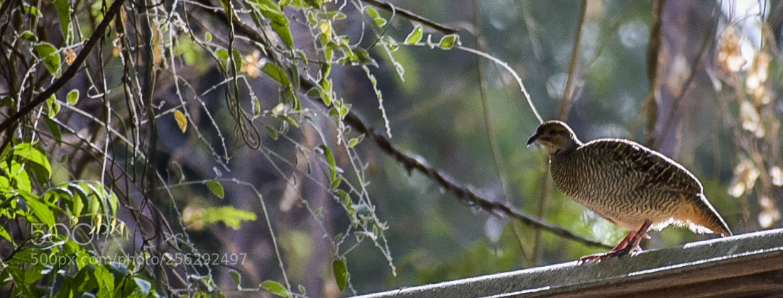 Nikon D5300 sample photo. Beautiful bird photography
