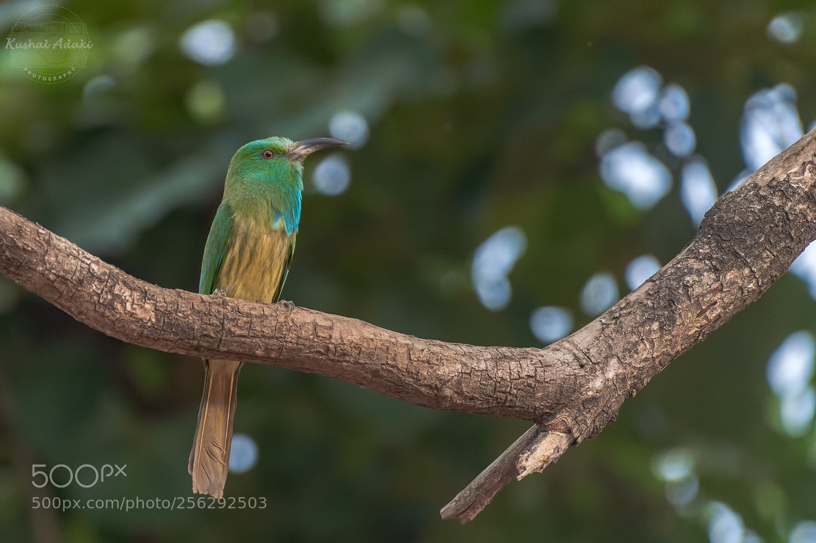 Nikon D500 sample photo. Blue bearded bee-eater photography
