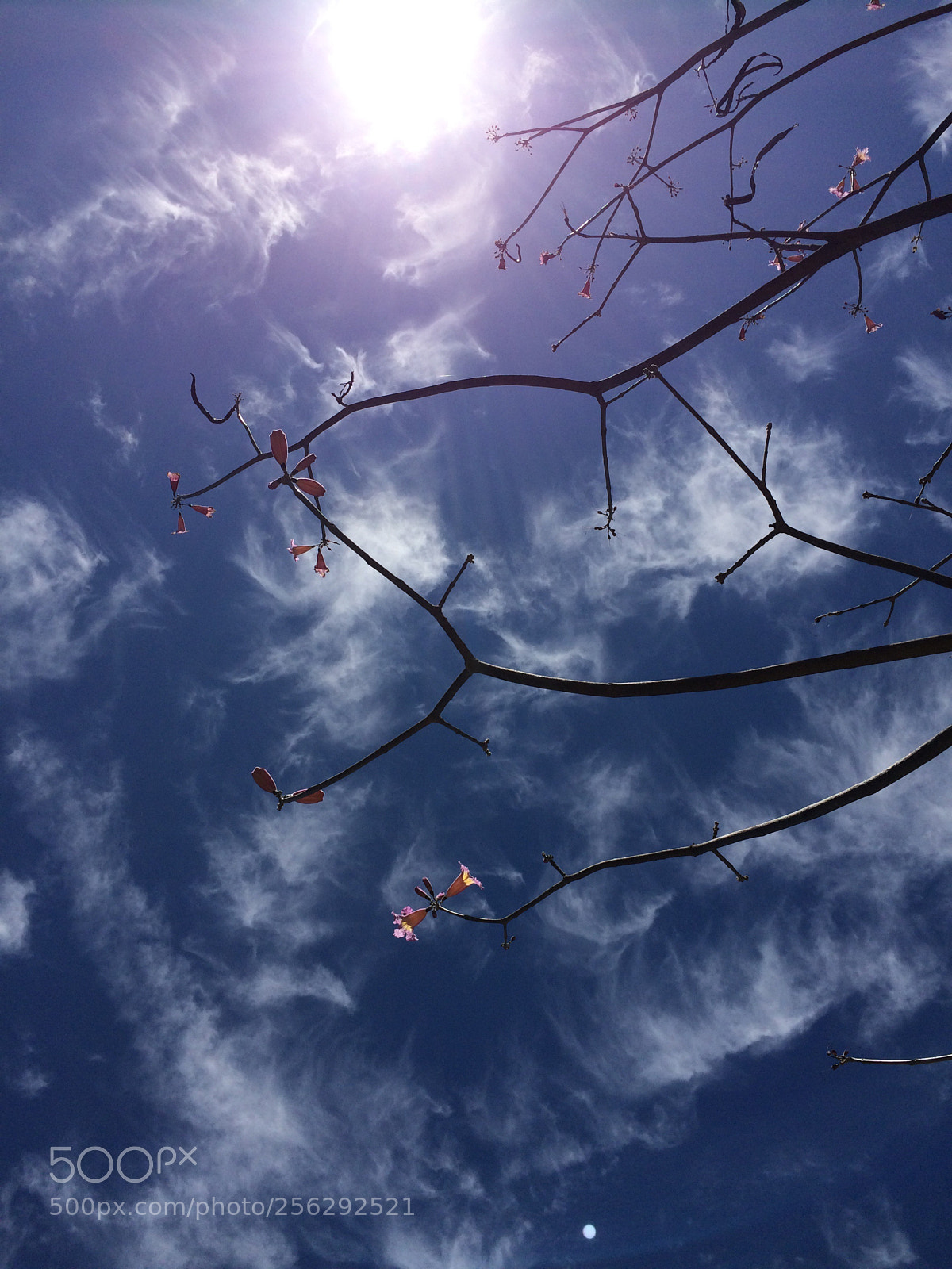 Apple iPhone 5s sample photo. Image 121 photography