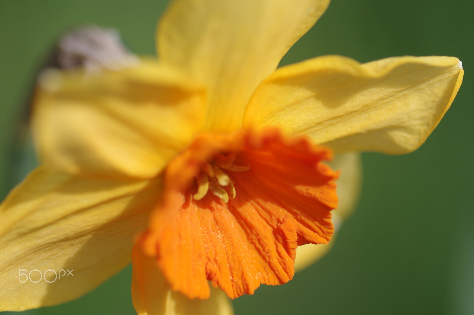Pentax smc D-FA 100mm F2.8 Macro WR sample photo. Narcissus photography