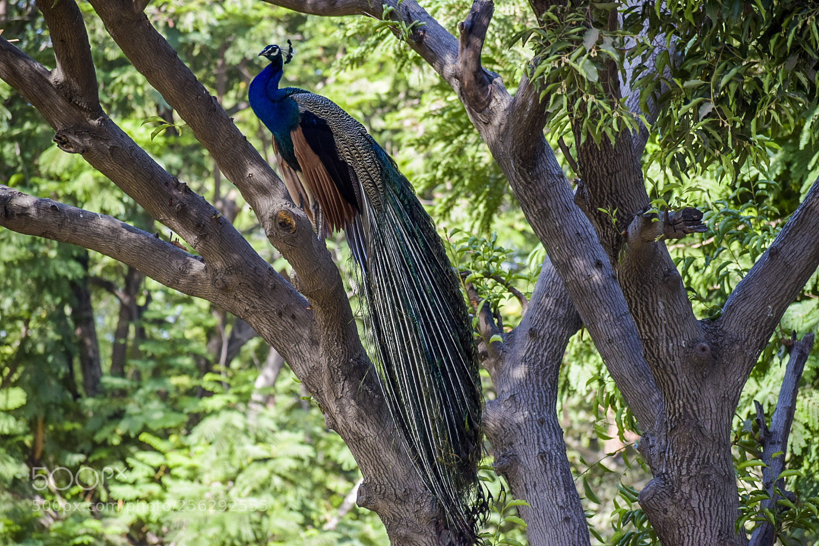 Nikon D5300 sample photo. Peacock photography