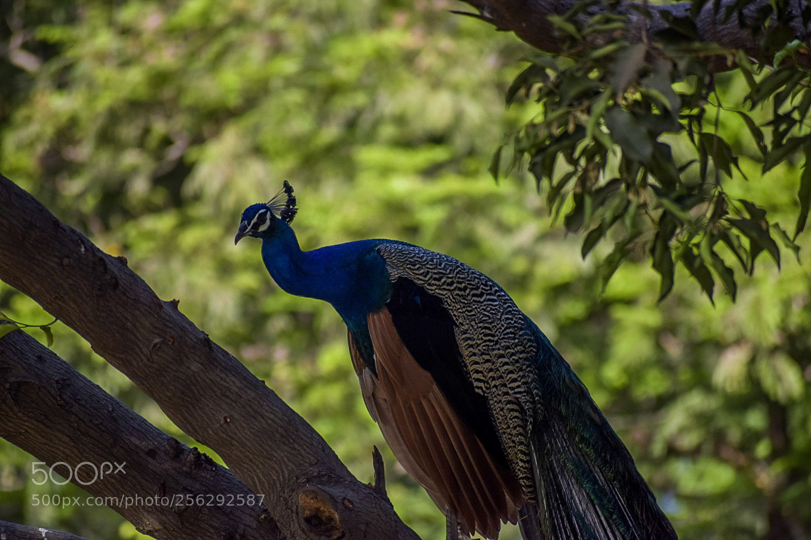 Nikon D5300 sample photo. Peacock 2 photography