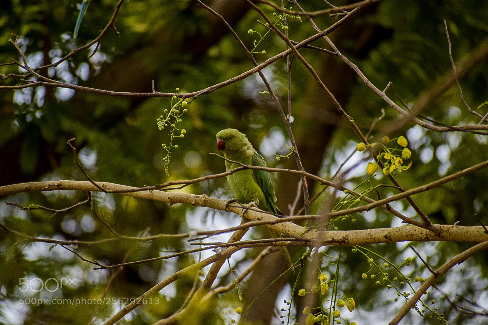 Nikon D5300 sample photo. Parakeet 1 photography
