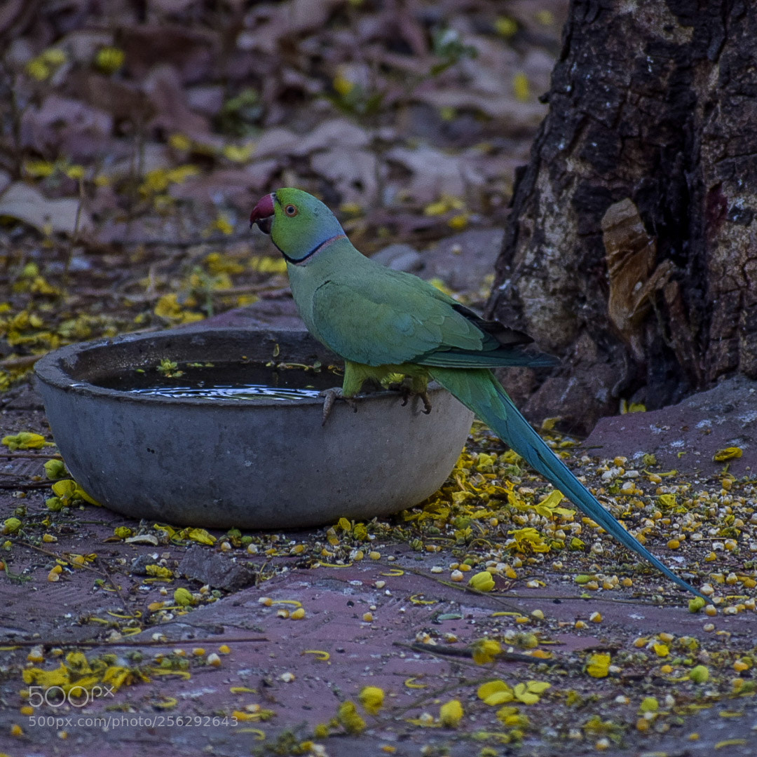 Nikon D5300 sample photo. Parakeet 2 photography