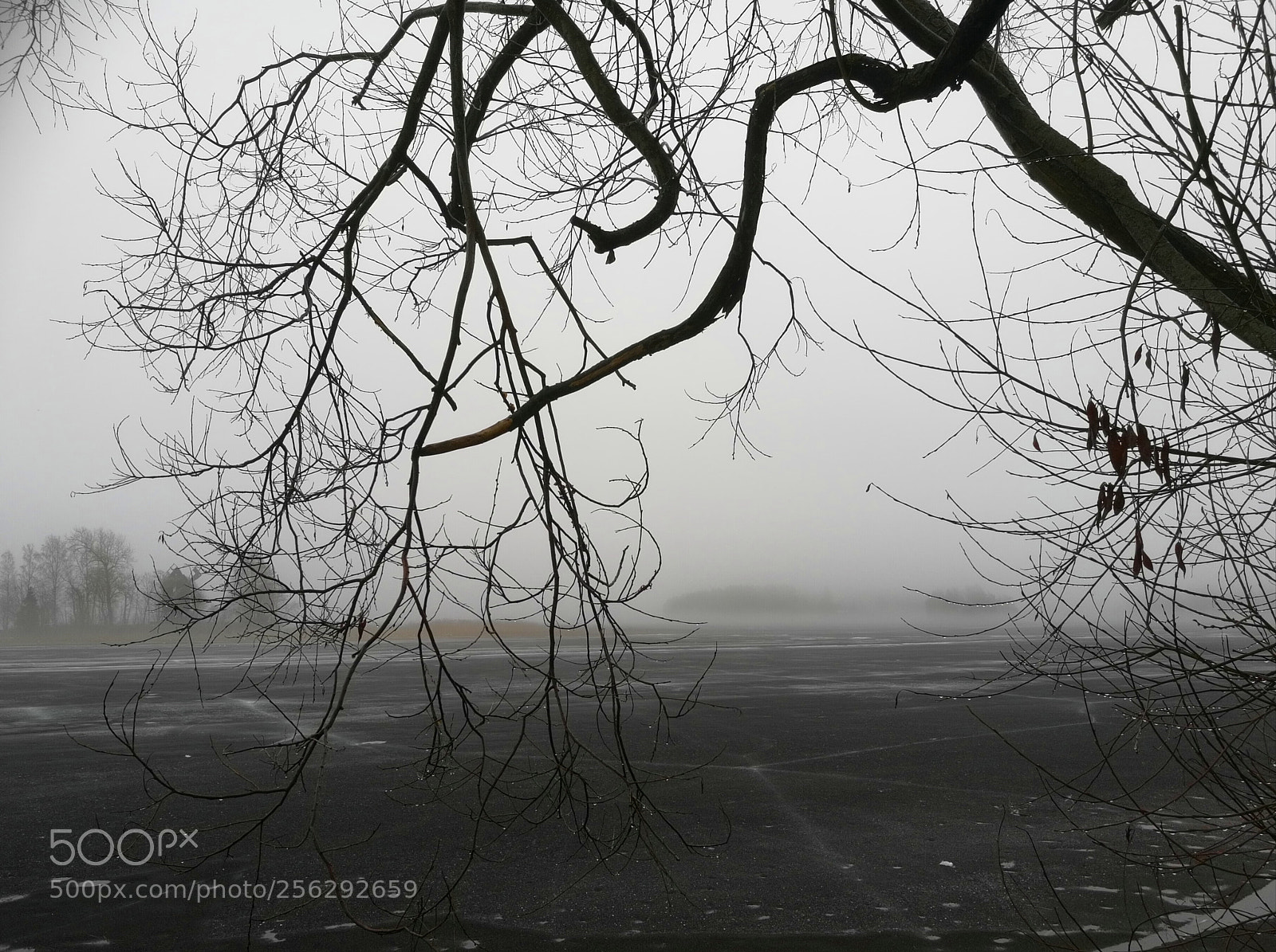 HUAWEI Honor 8 sample photo. Grey day photography