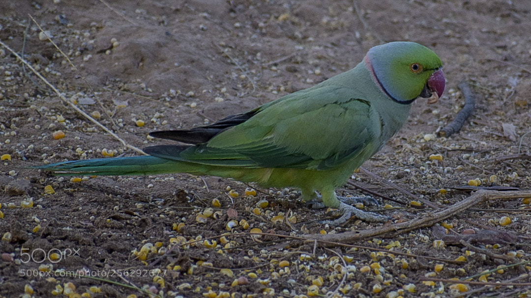 Nikon D5300 sample photo. Parakeet 3 photography