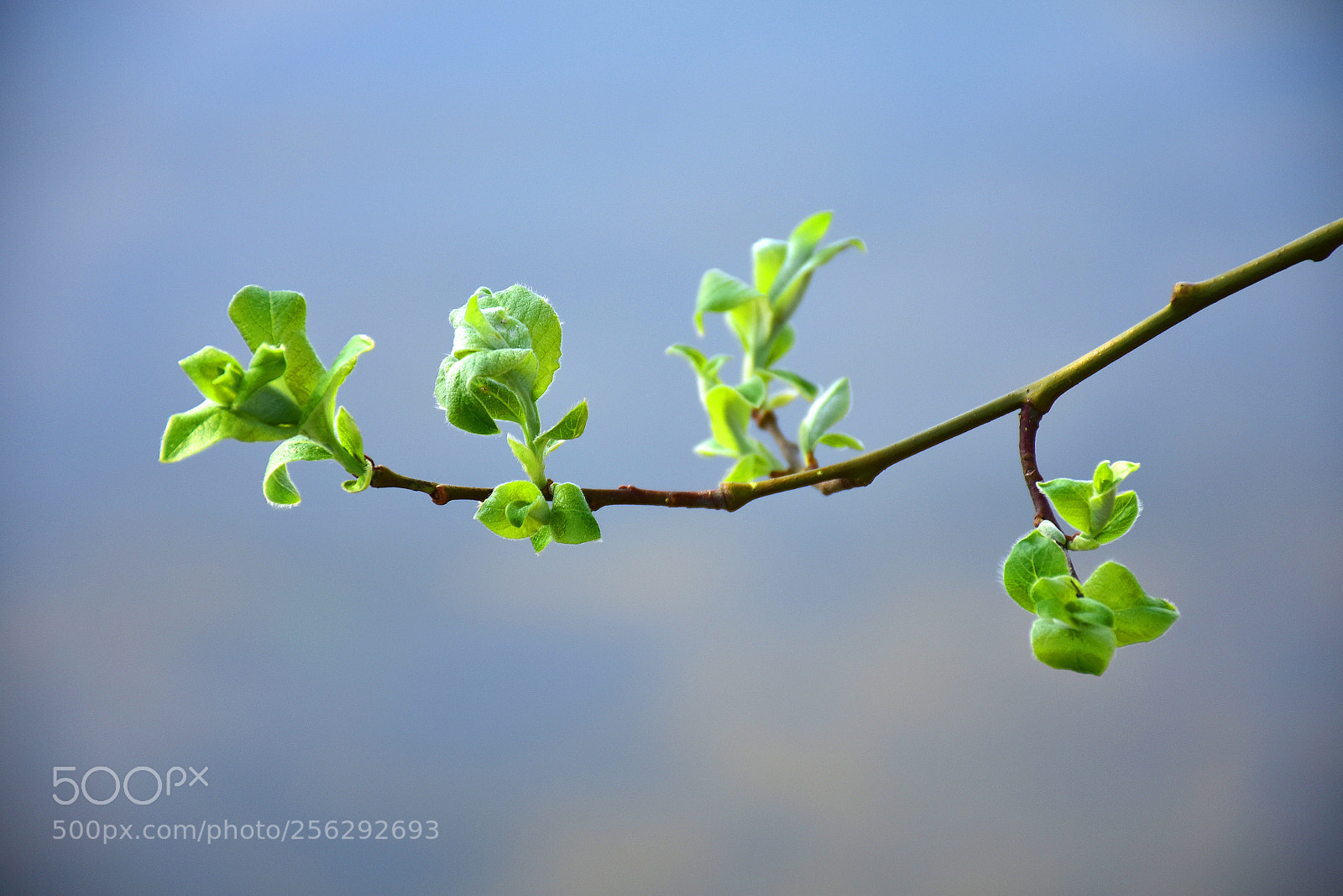 Nikon D7200 sample photo. Softgreen budfest photography