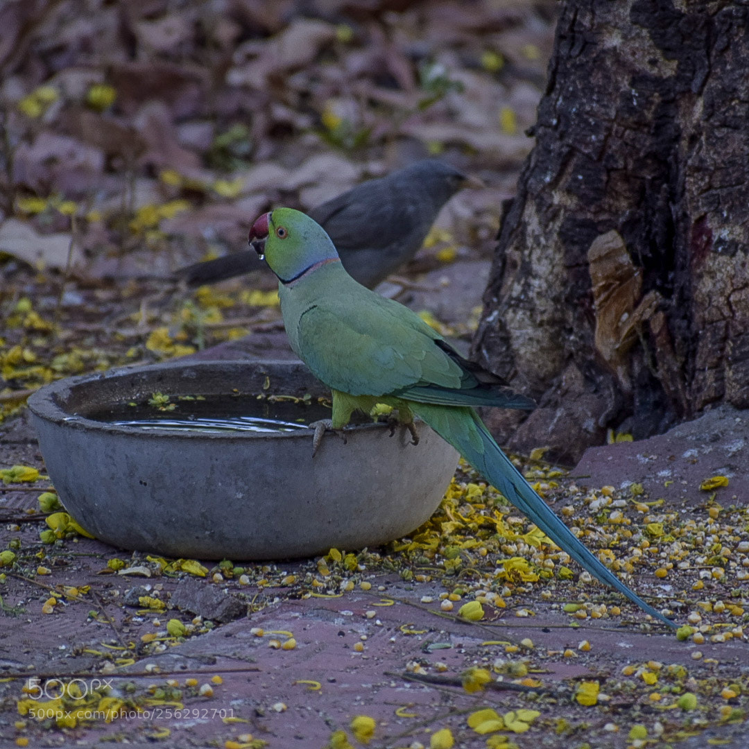 Nikon D5300 sample photo. Parakeet and jungle babbler photography
