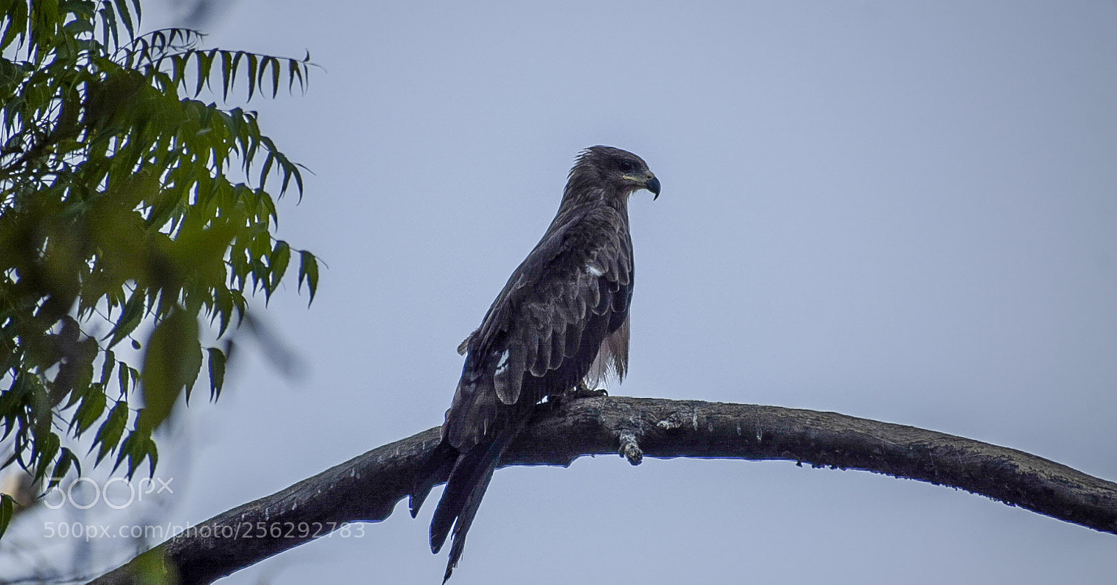 Nikon D5300 sample photo. Black kite photography