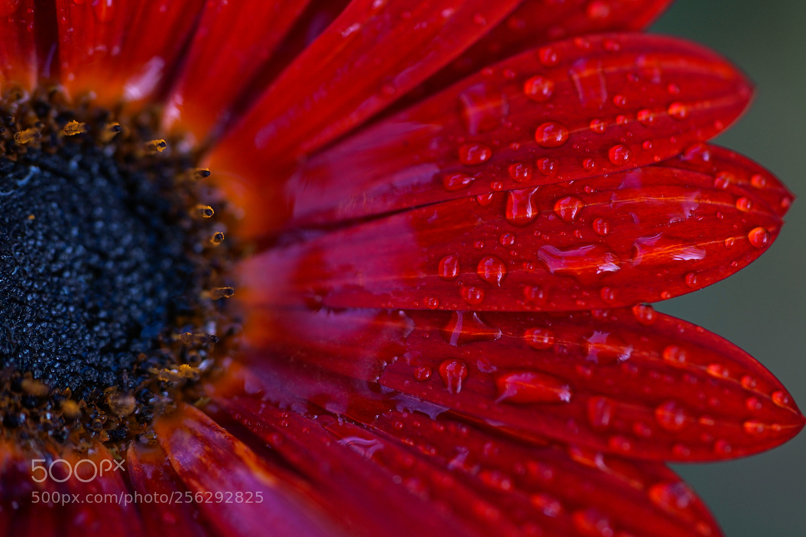 Sony a7 II sample photo. Red photography