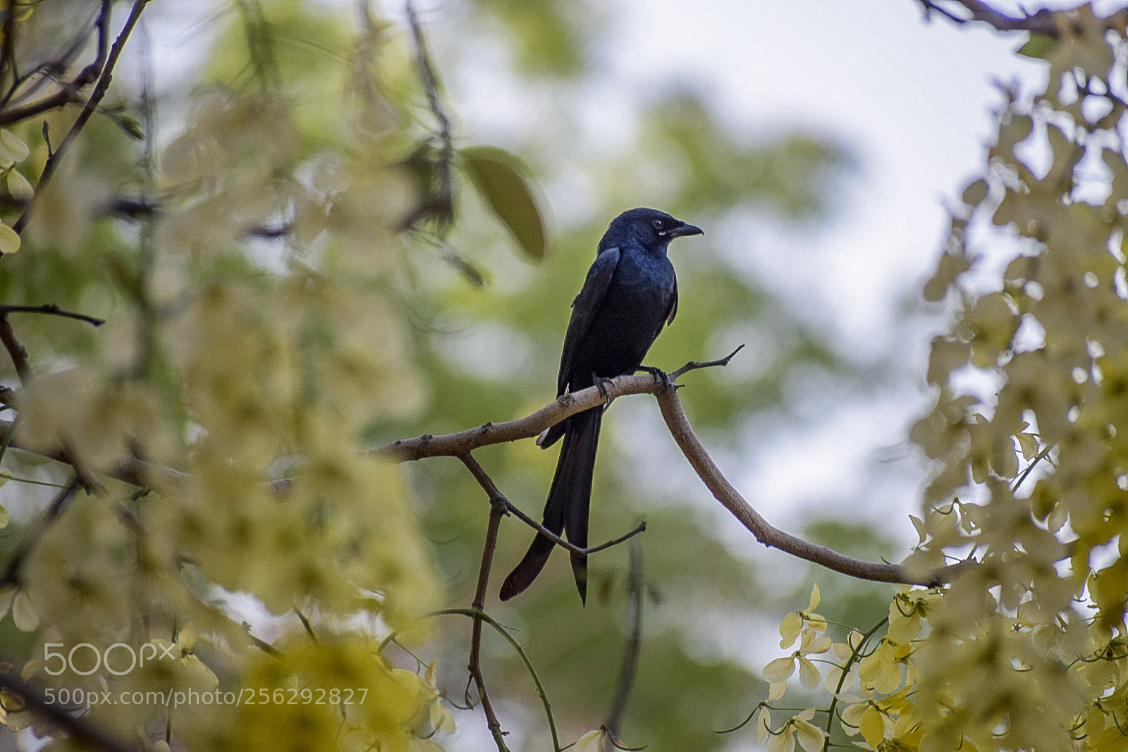 Nikon D5300 sample photo. Black drongo photography
