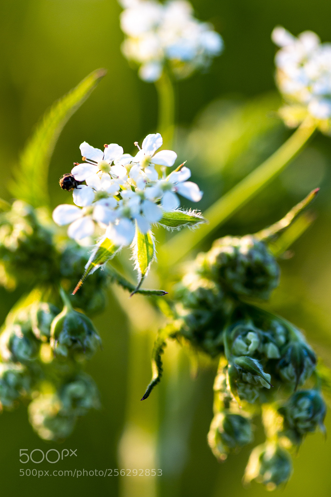 Canon EOS 70D sample photo. White flower in green photography