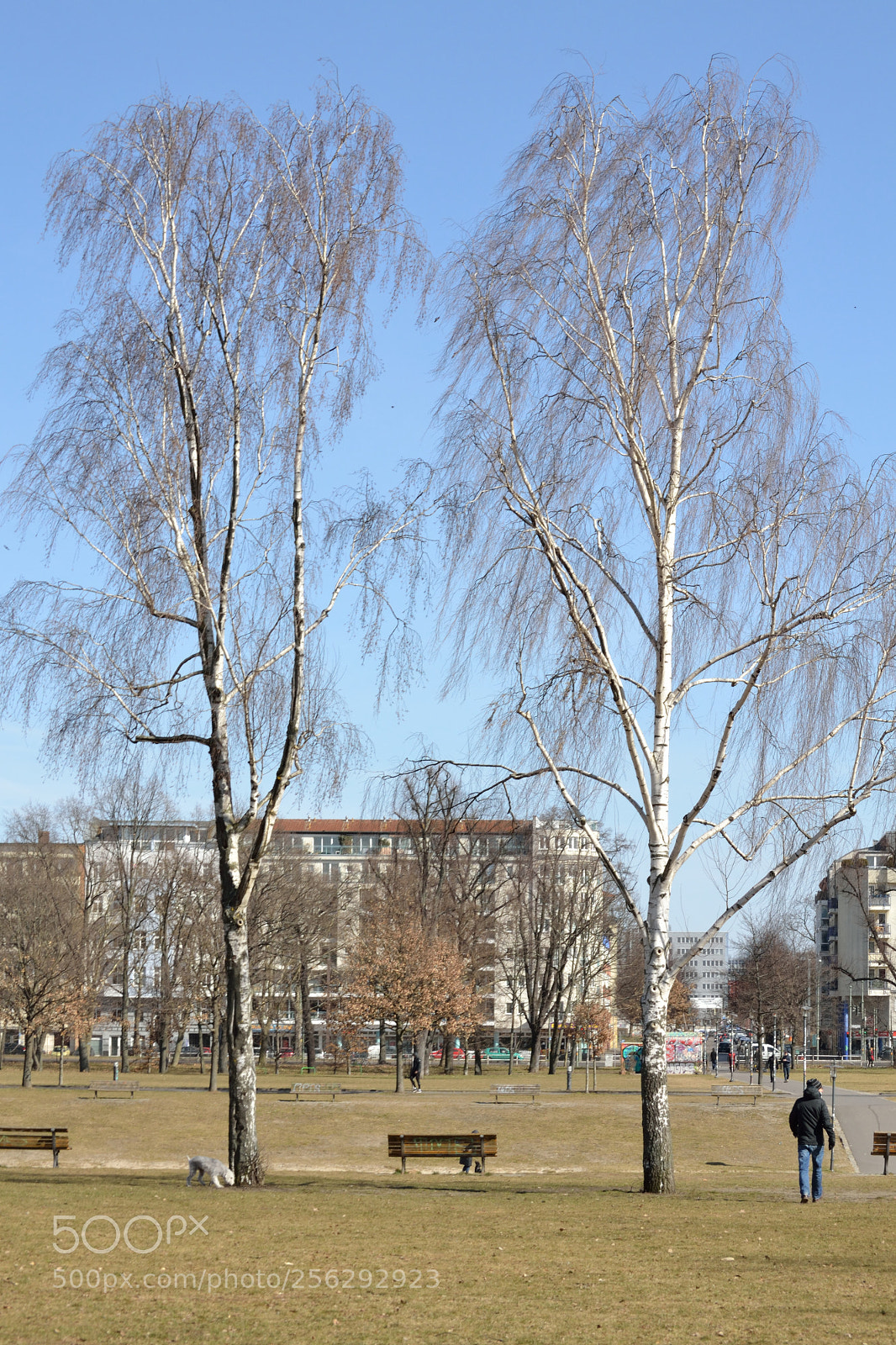 Nikon D3100 sample photo. Empty trees photography