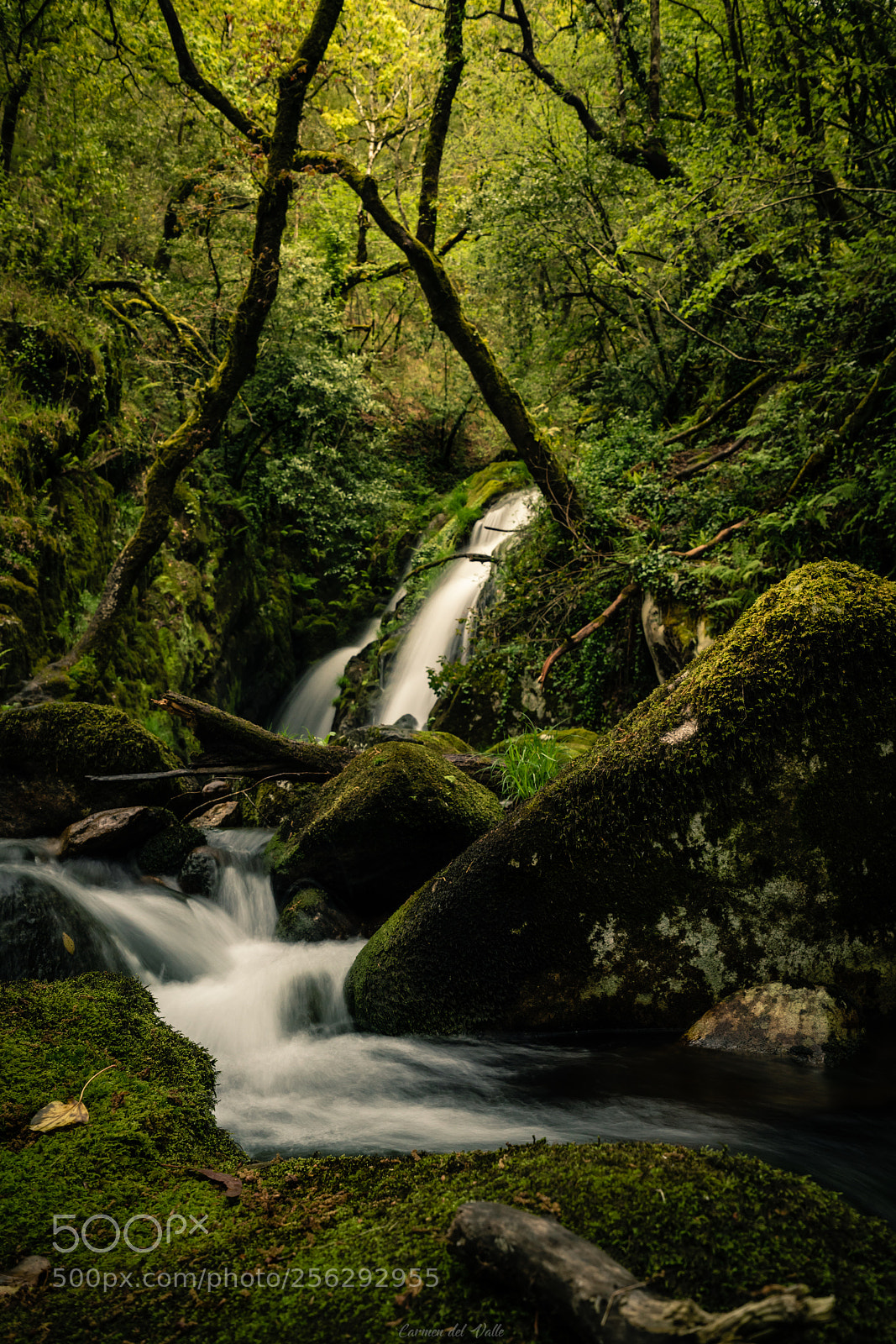 Sony a7R III sample photo. Water & green photography