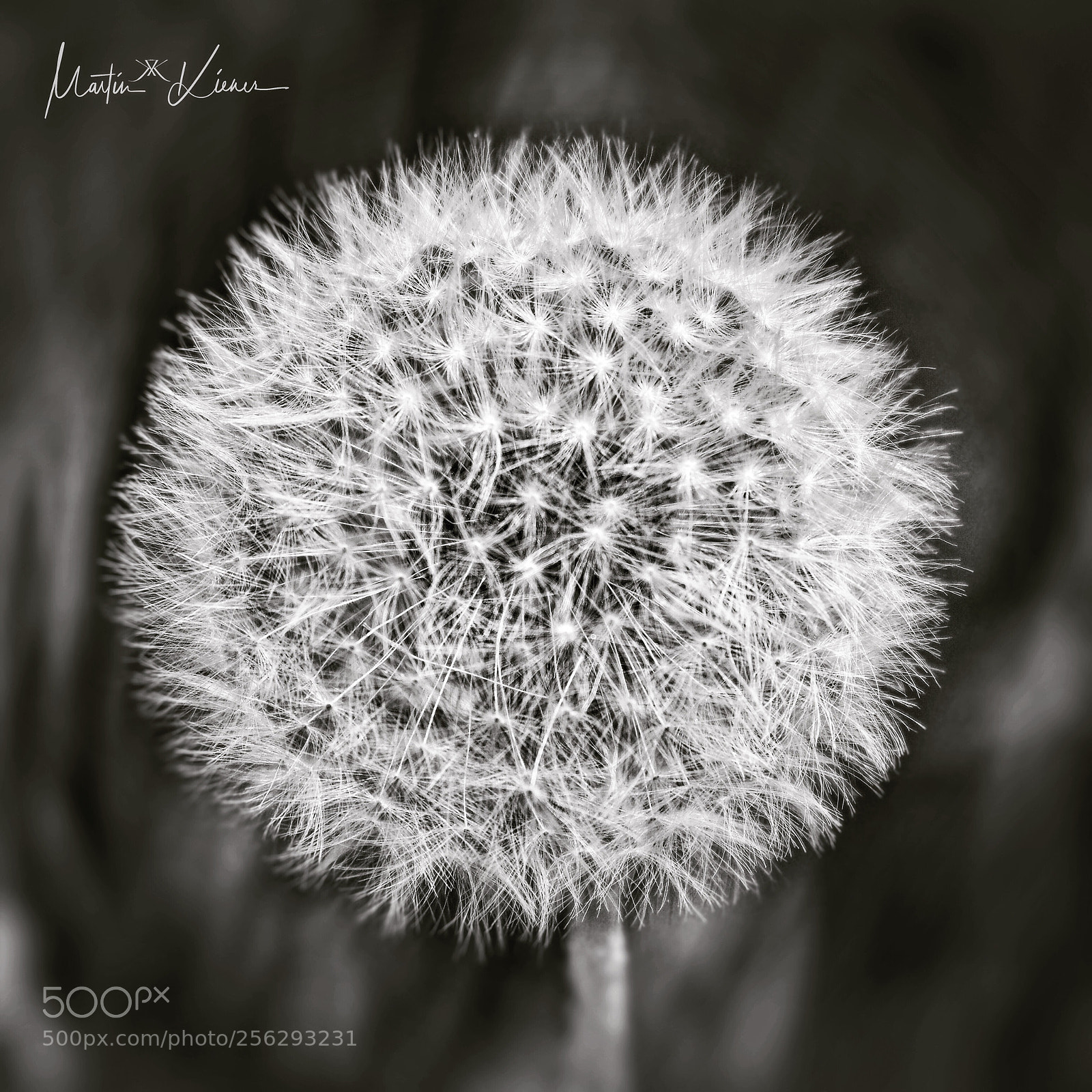 Olympus OM-D E-M1 Mark II sample photo. Perfect dandelion  photography