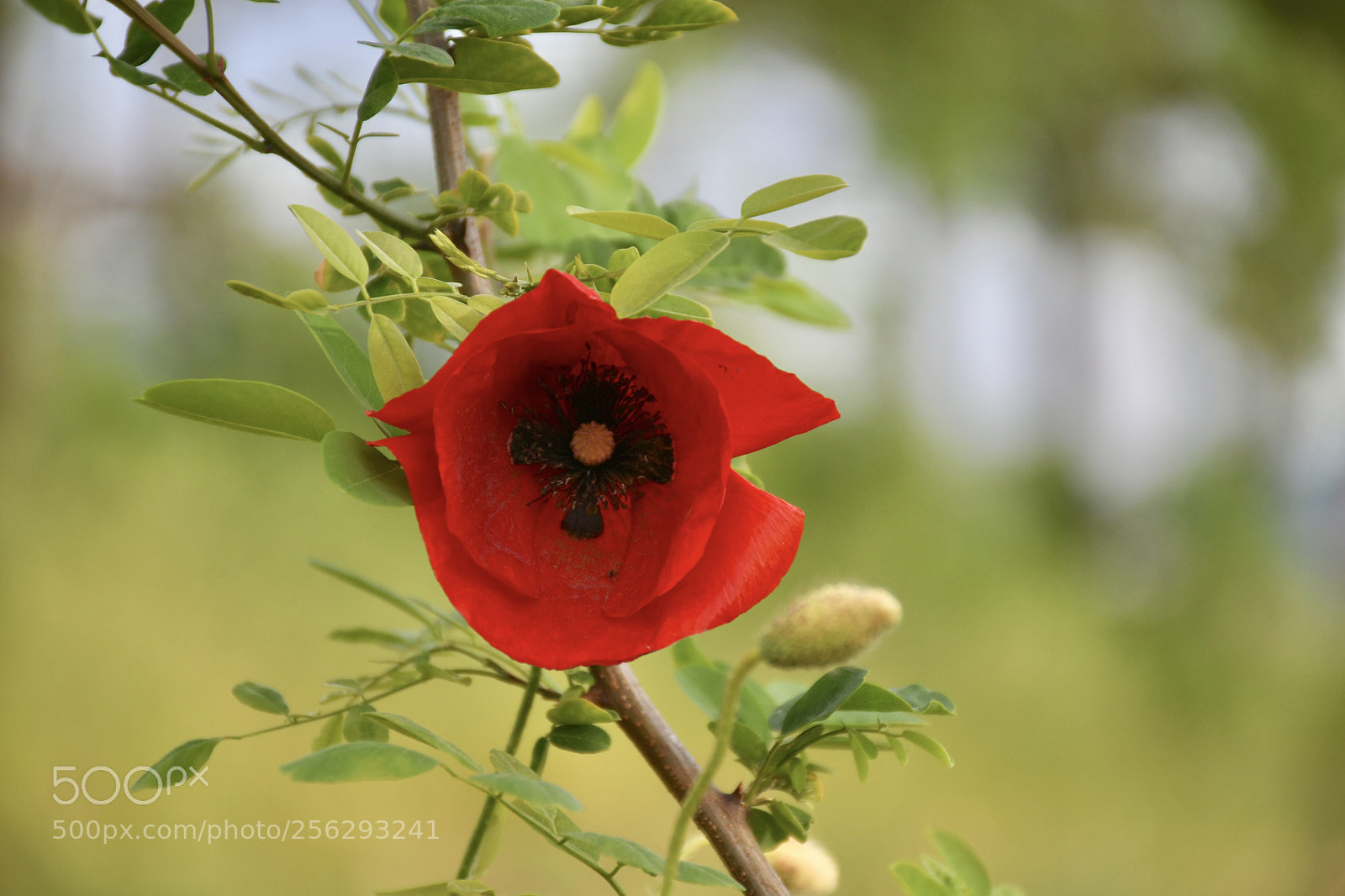 Nikon D7500 sample photo. Untitled photography