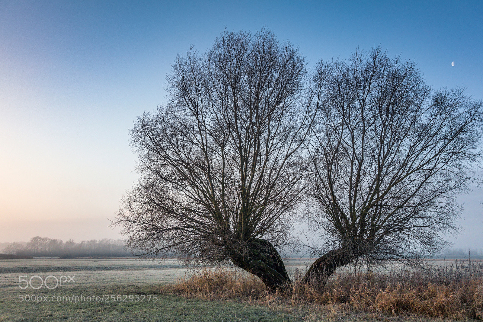 Canon EOS 5DS sample photo. Morning light photography