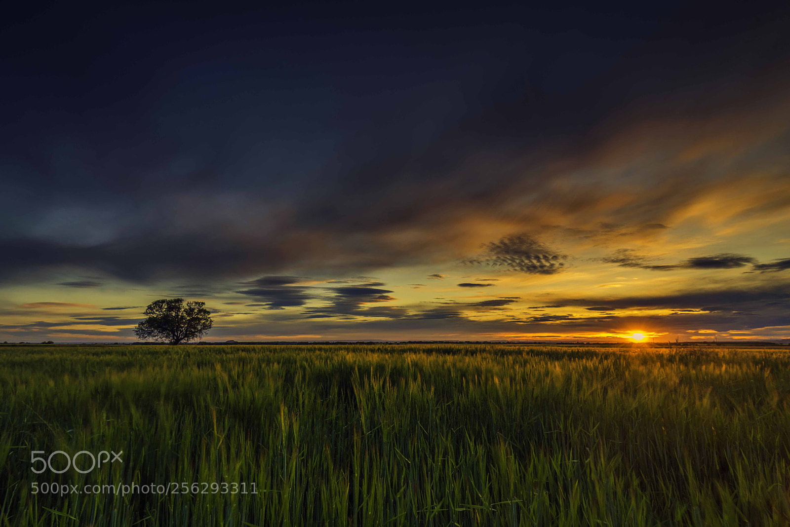 Nikon D750 sample photo. Atardecer en las llanuras photography