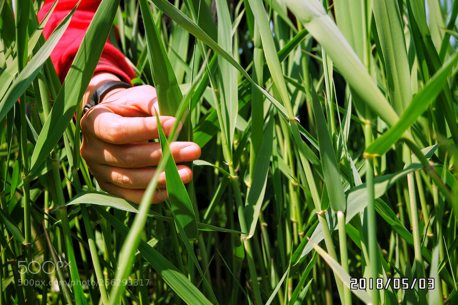 Samsung NX3000 sample photo. Untitled photography