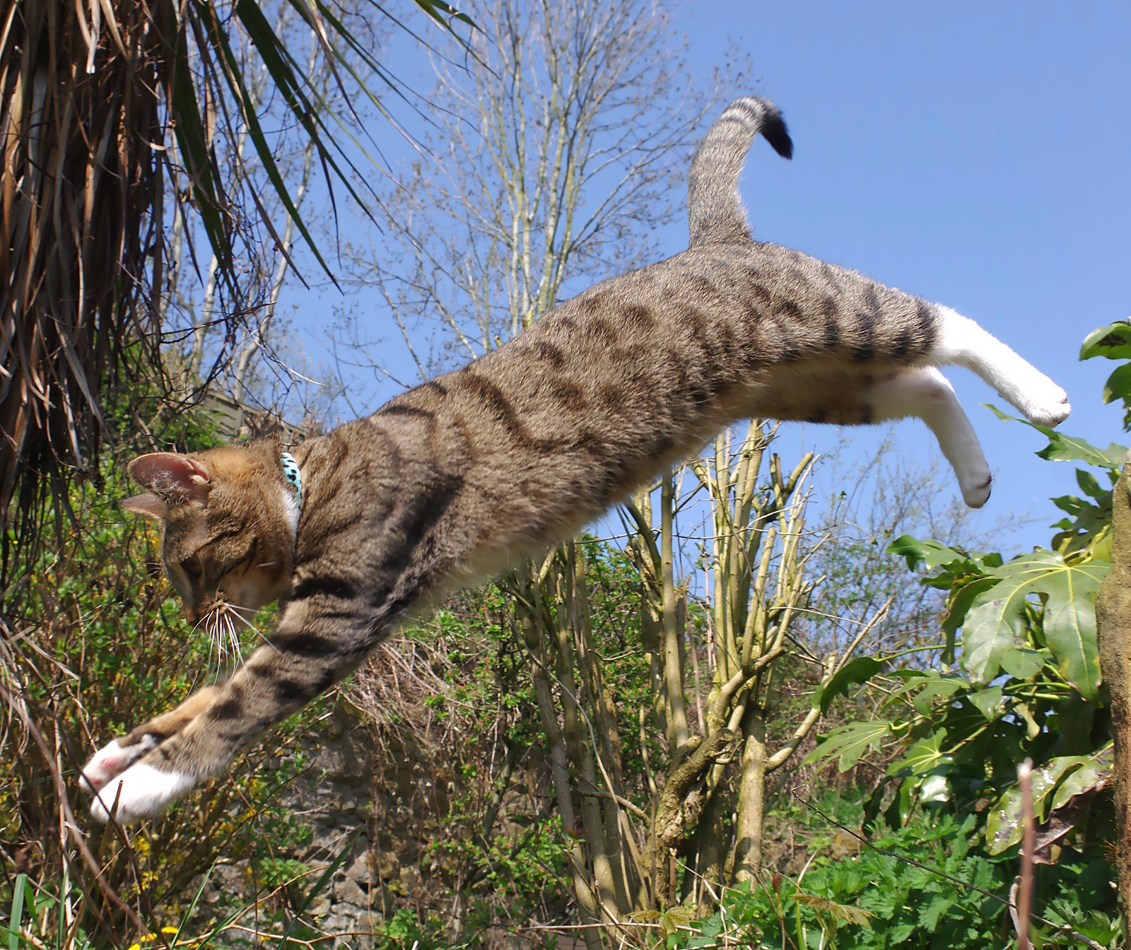 Pentax K-3 sample photo. Jumping cat photography