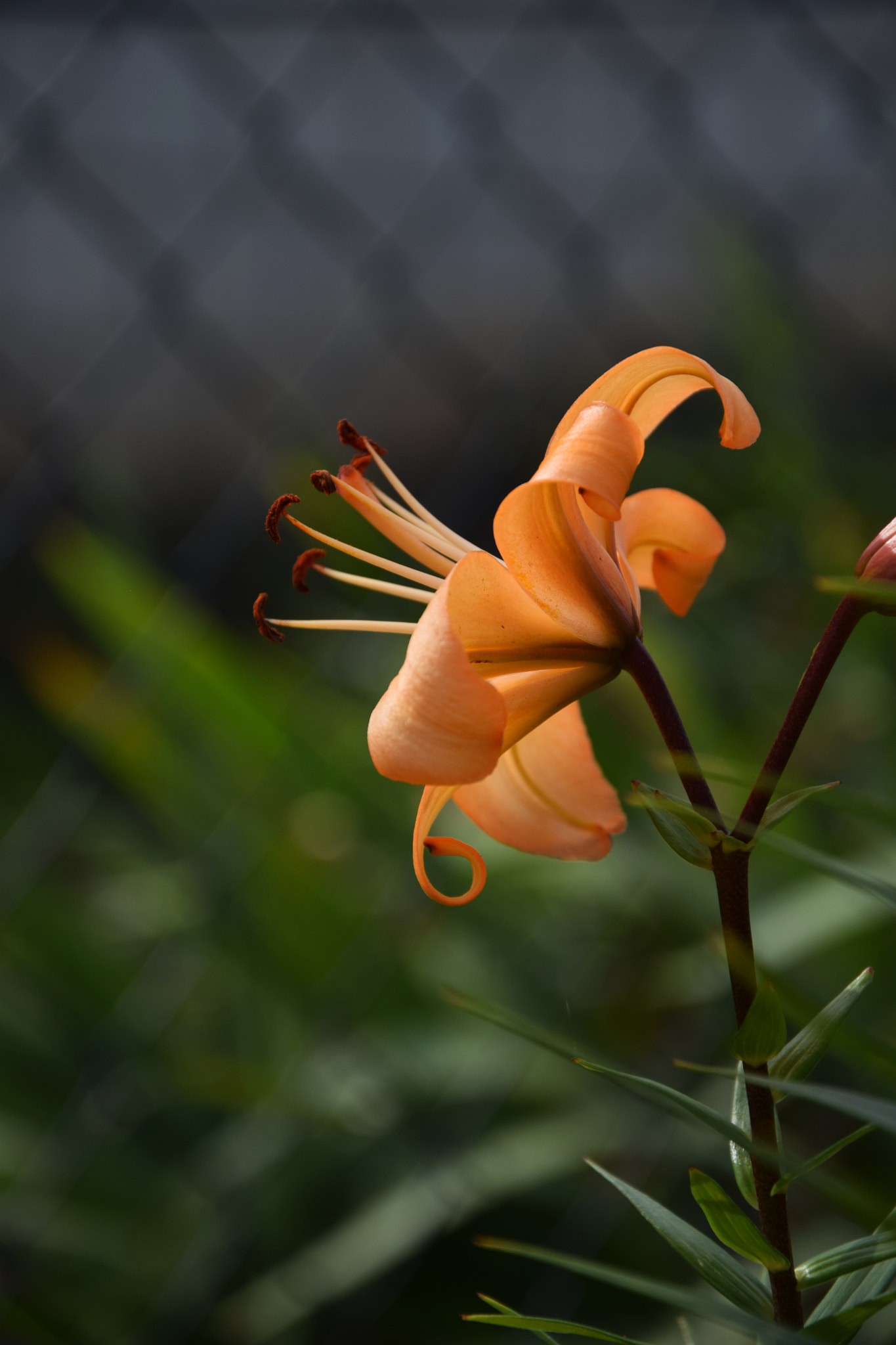 Nikon D3300 sample photo. Lilies photography